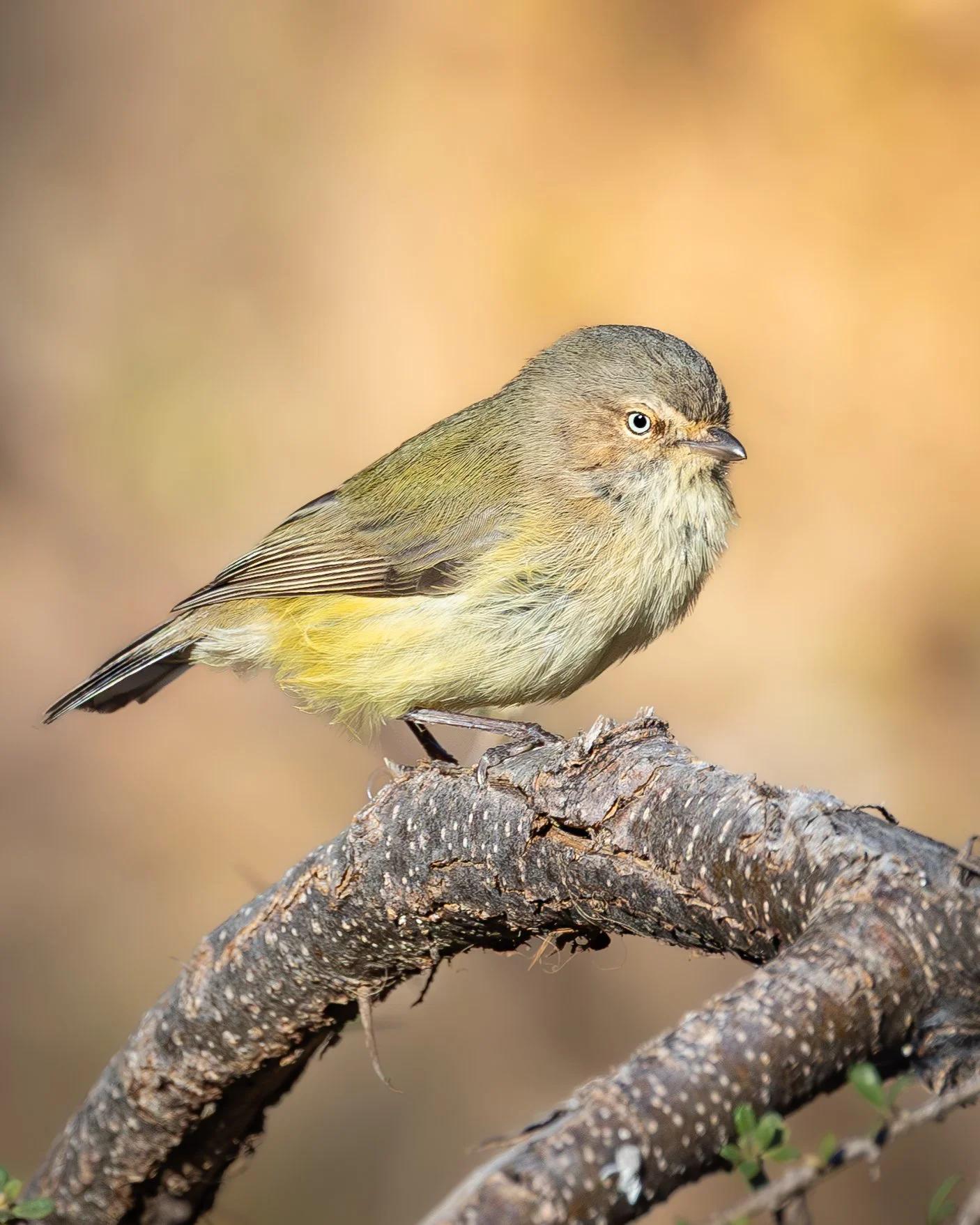 Weebill 004