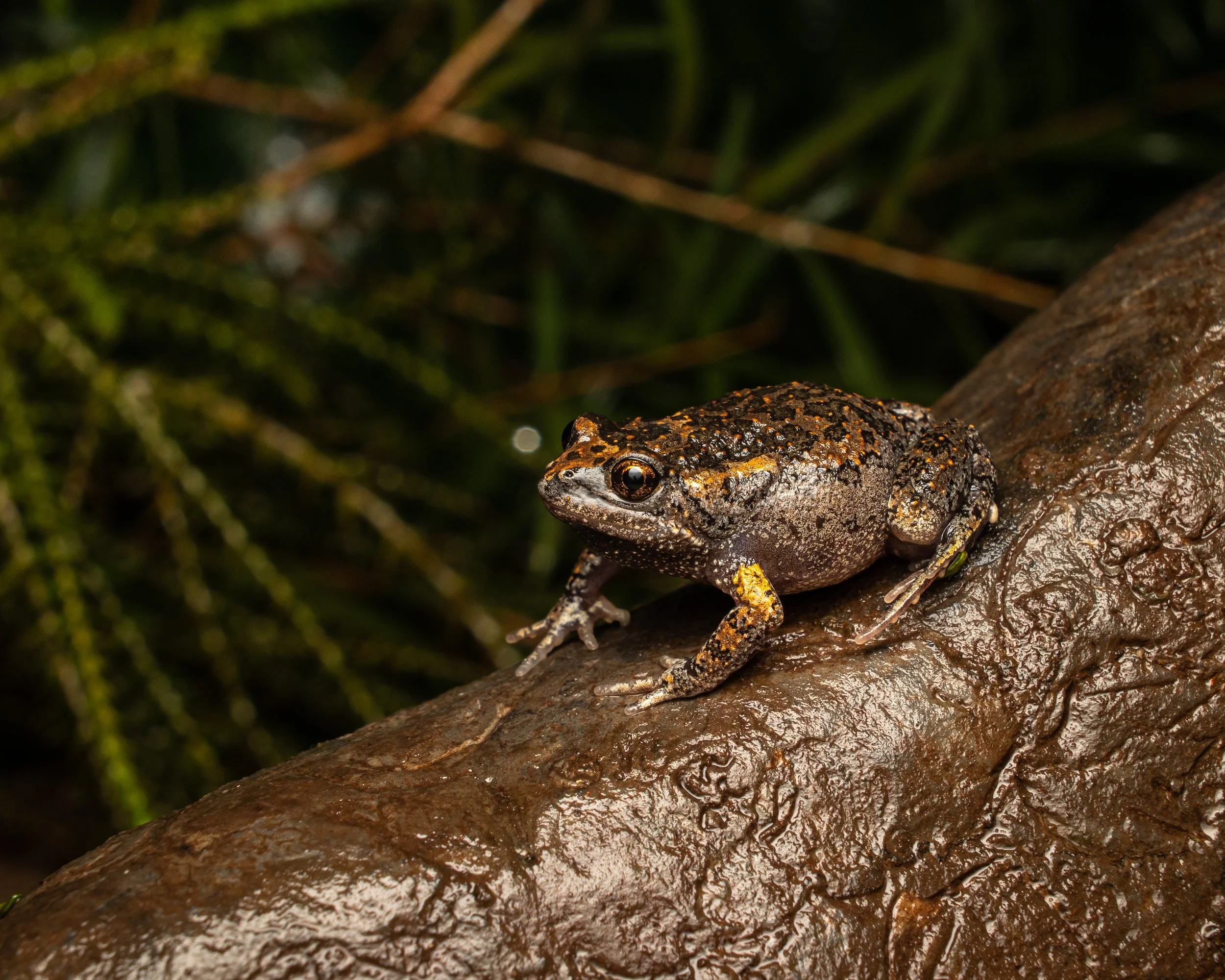 Smooth Toadlet 002