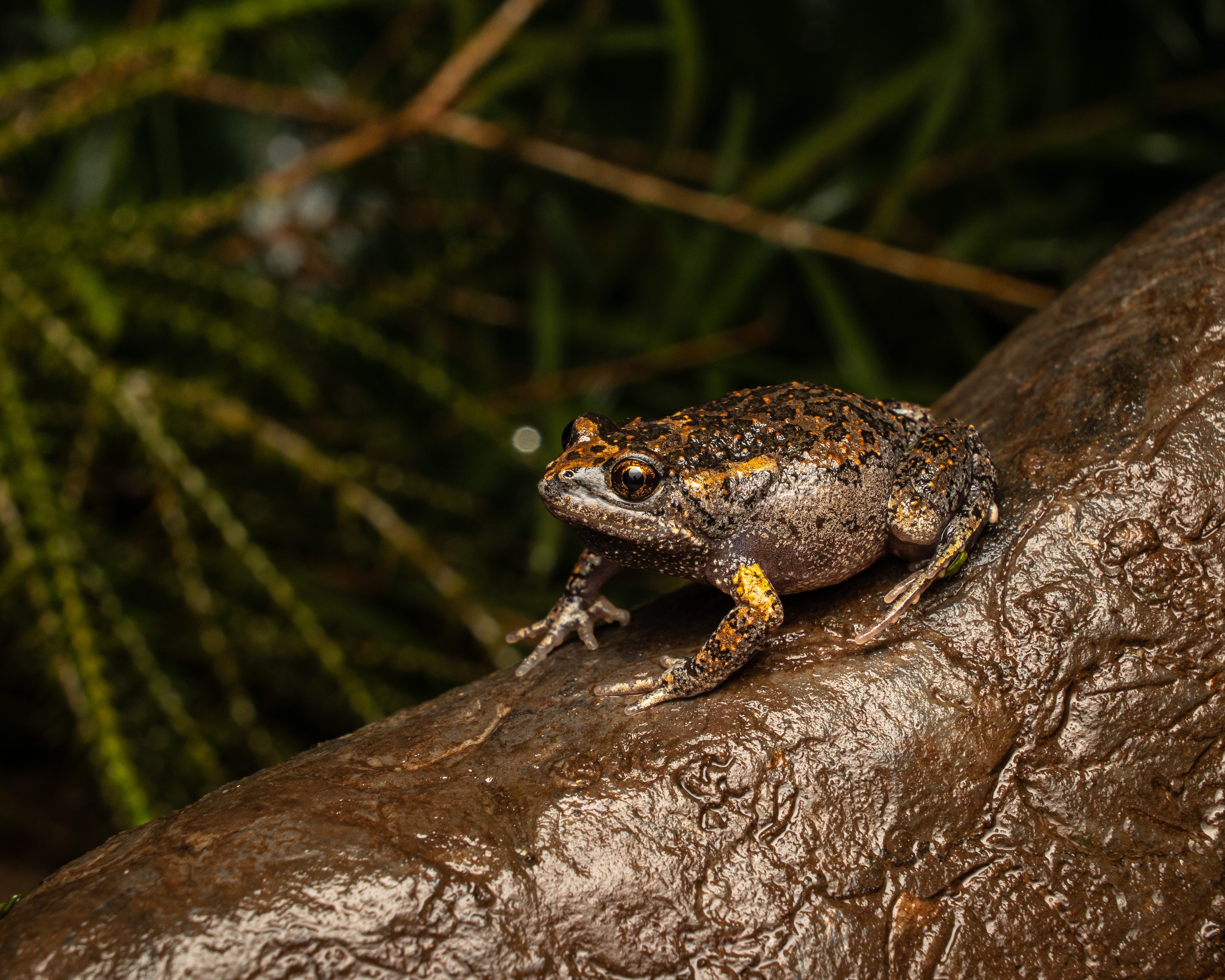 Wildlife of East Gippsland — Wild East Gippsland