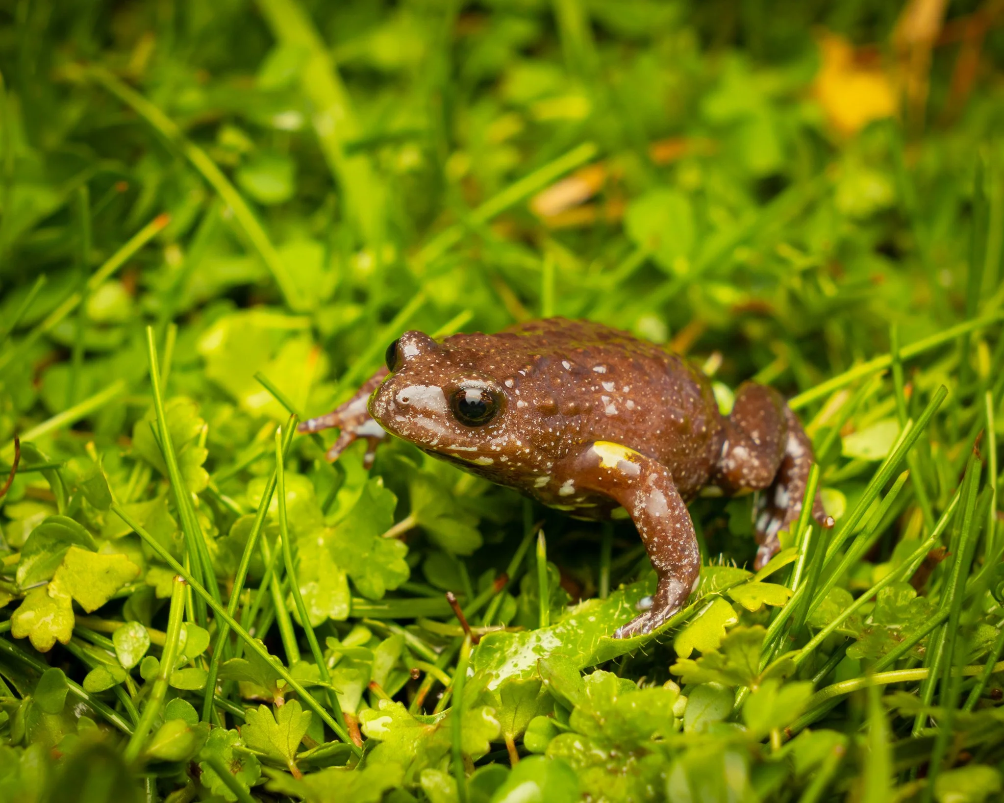 Bibron's Toadlet 003