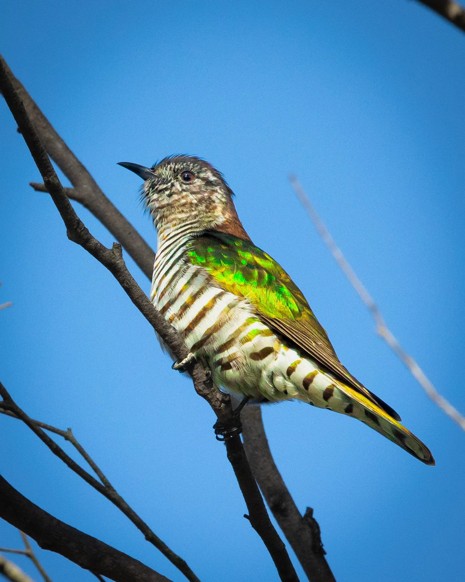 Shining Bronze Cuckoo 002