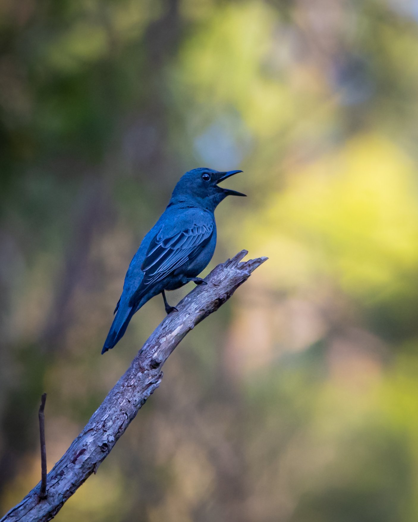 Sahul Cicadabird 001