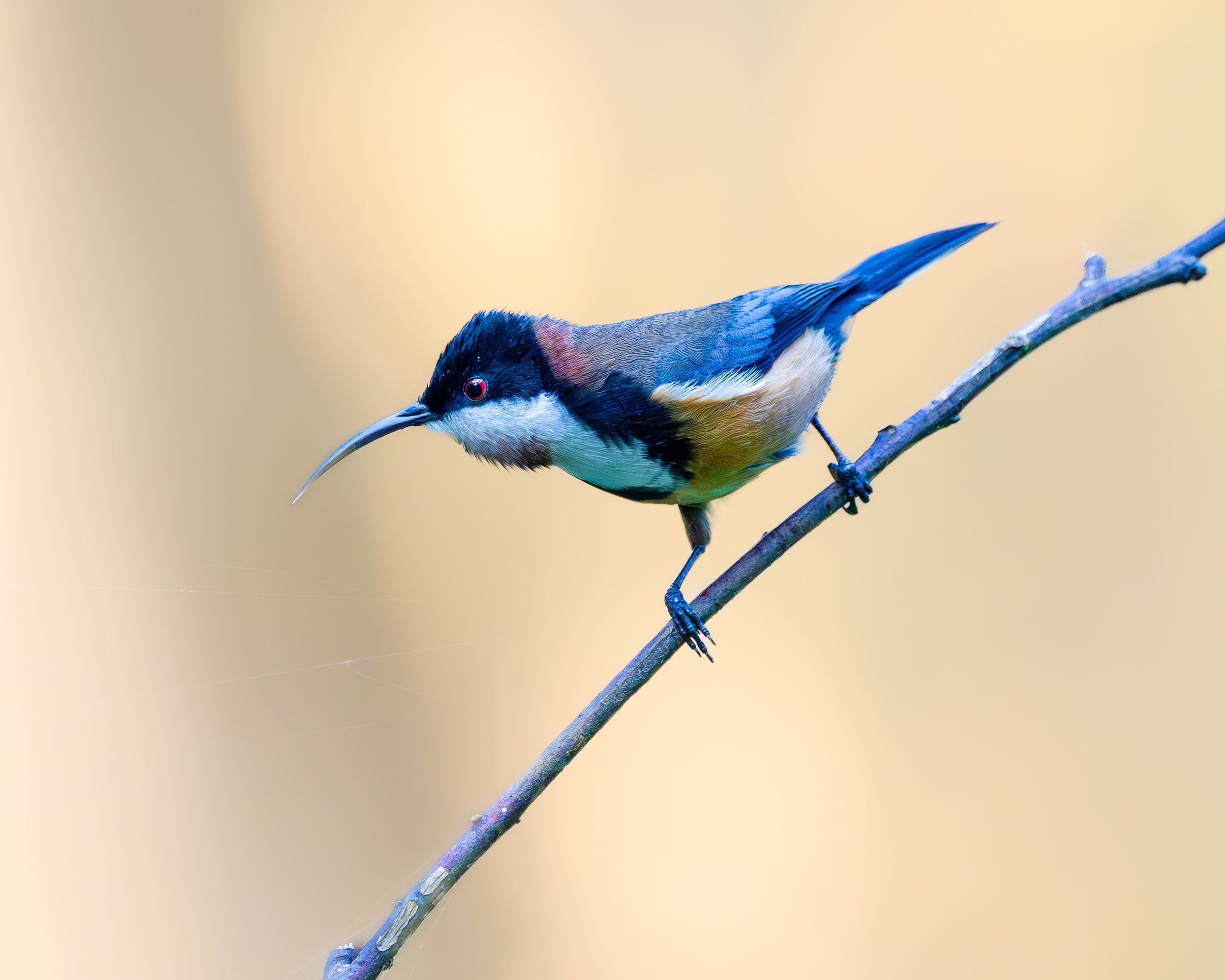 Eastern Spinebill 001