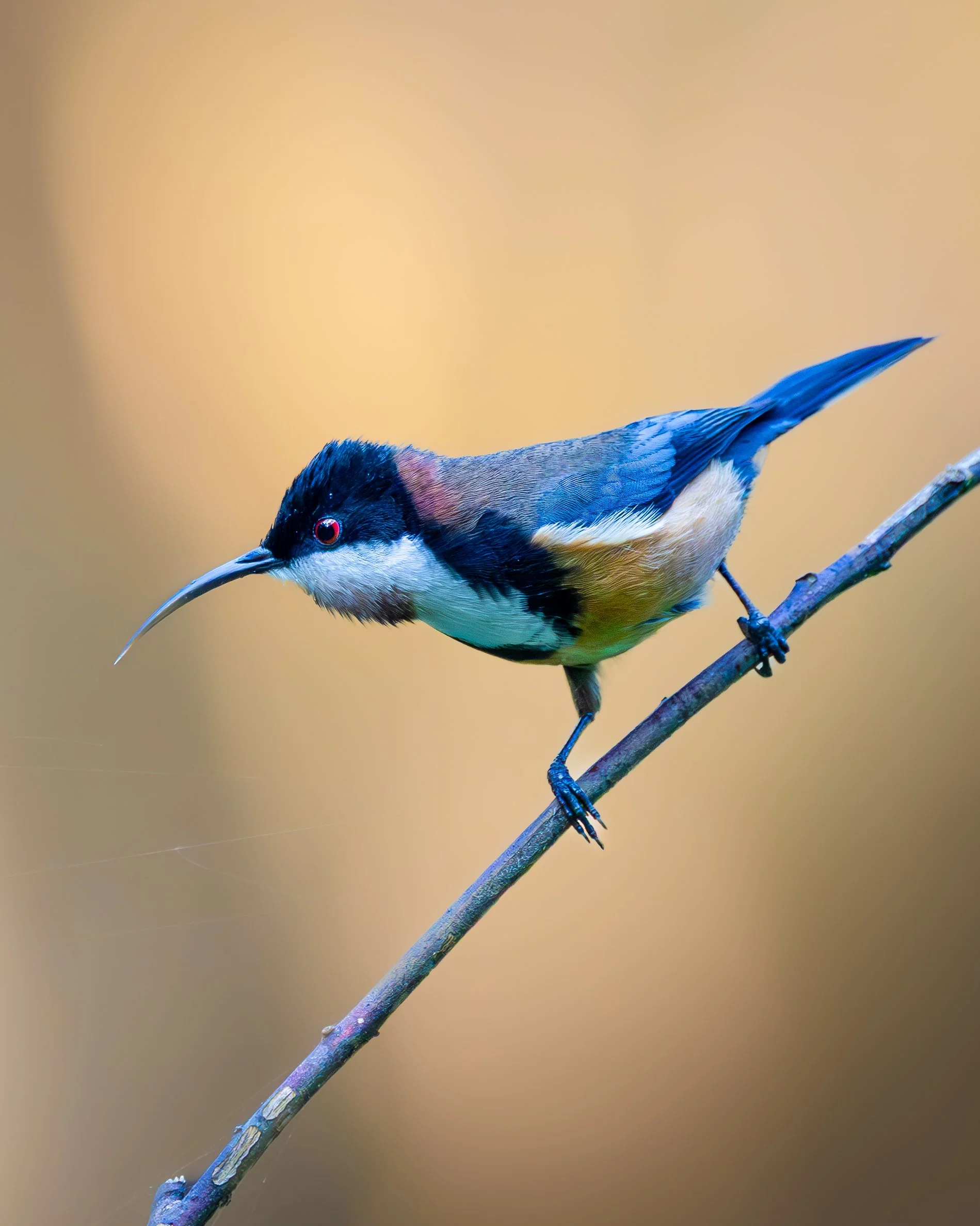 Eastern Spinebill 004