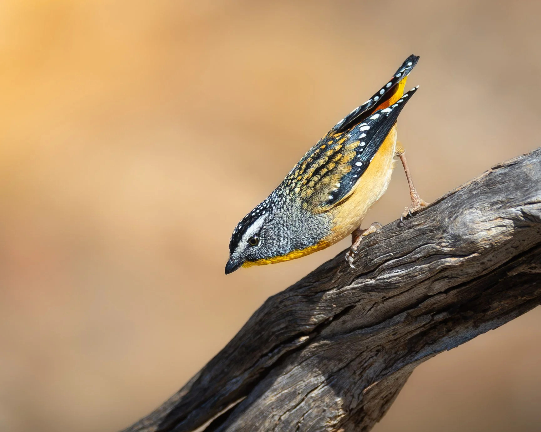 Spotted Pardalote 002