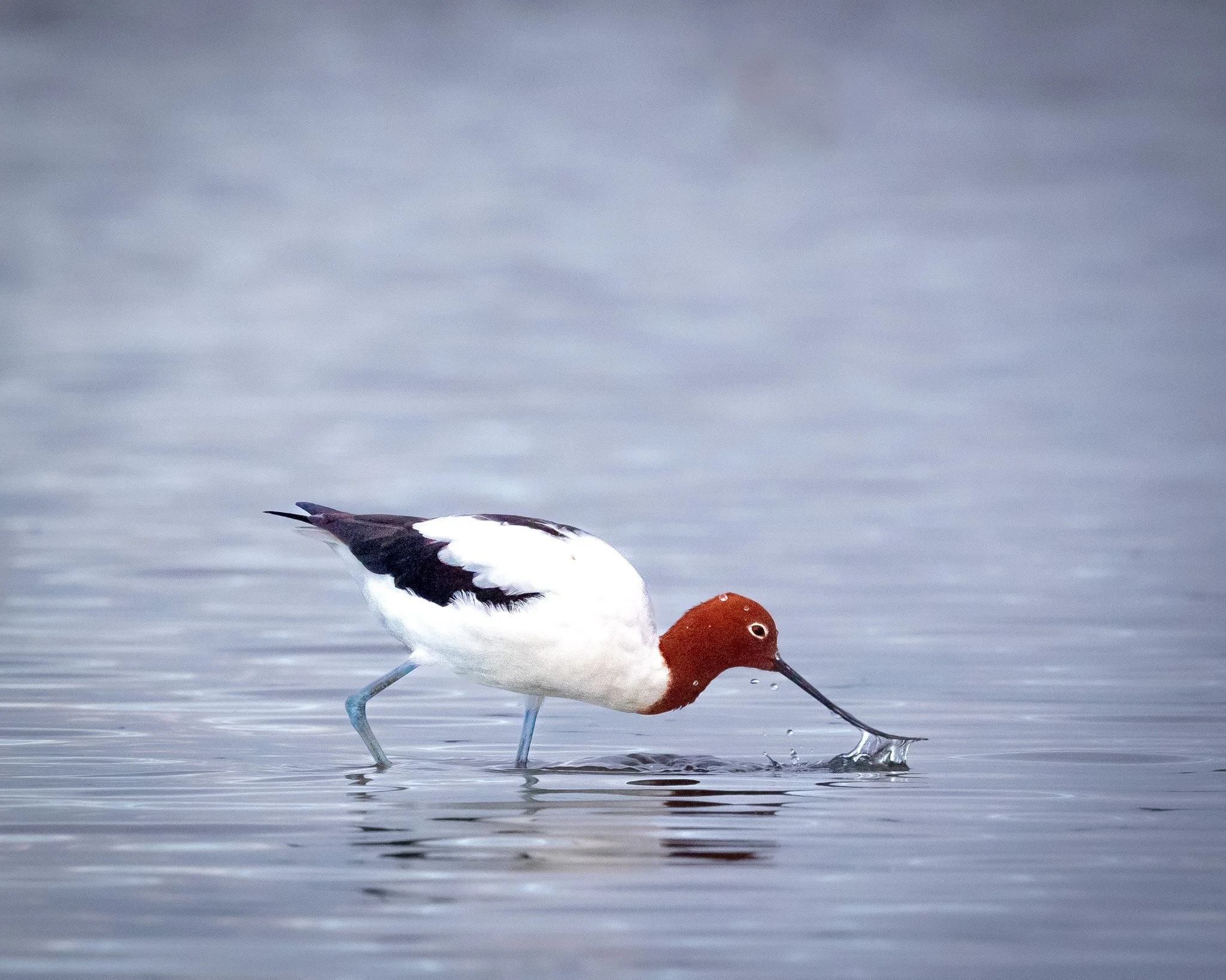 Red-necked Avocet 001