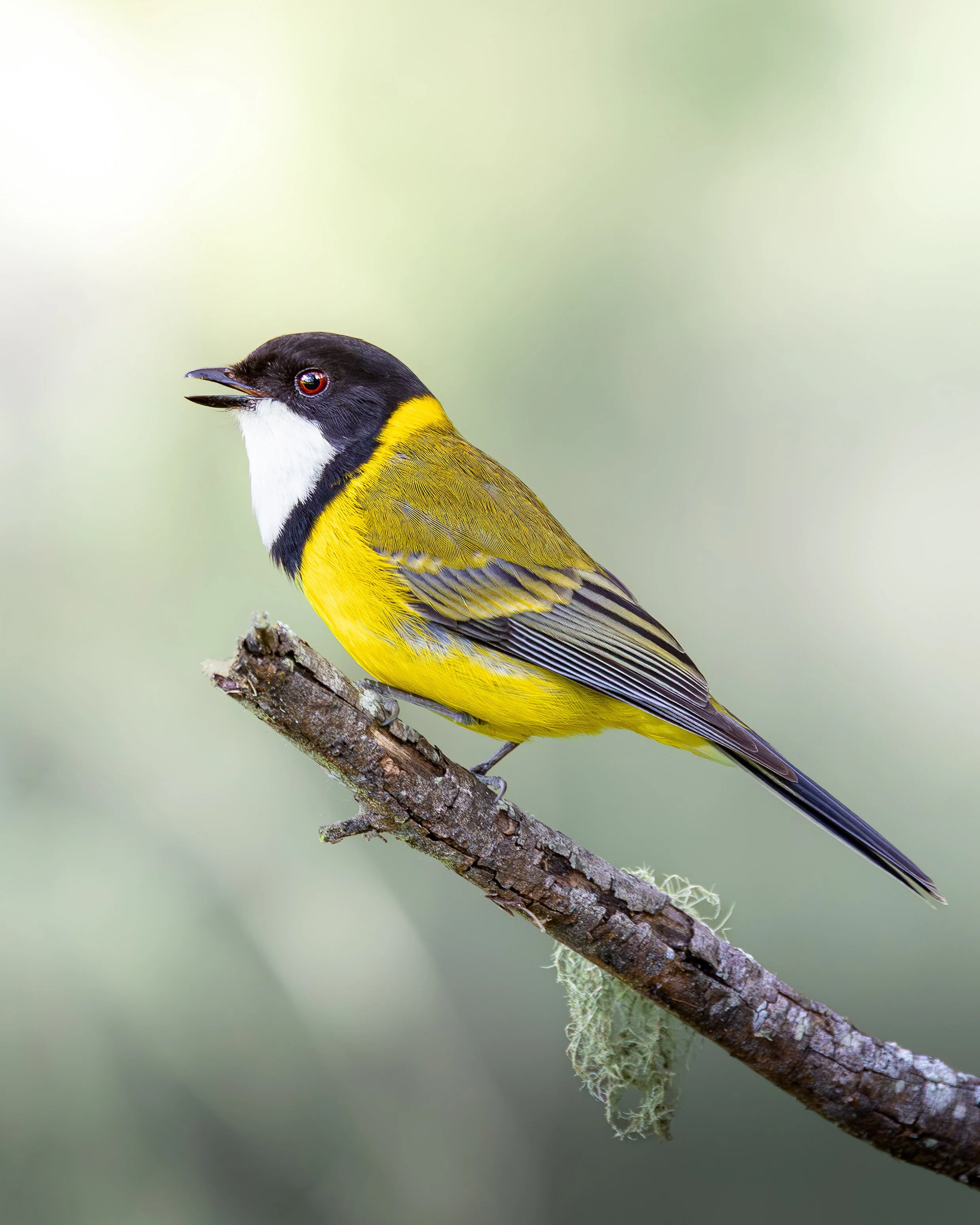 Golden Whistler 001