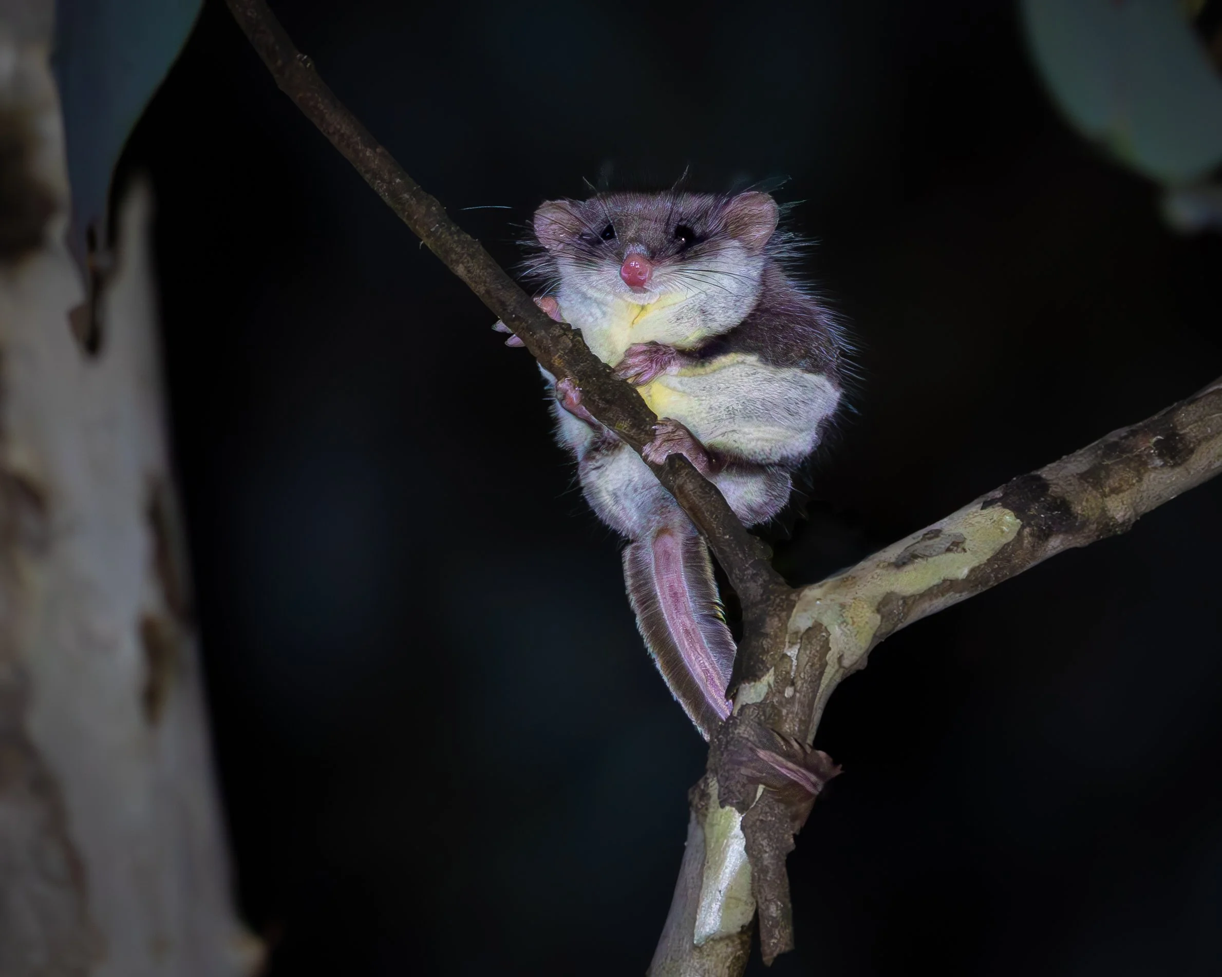 Feathertail Glider 007