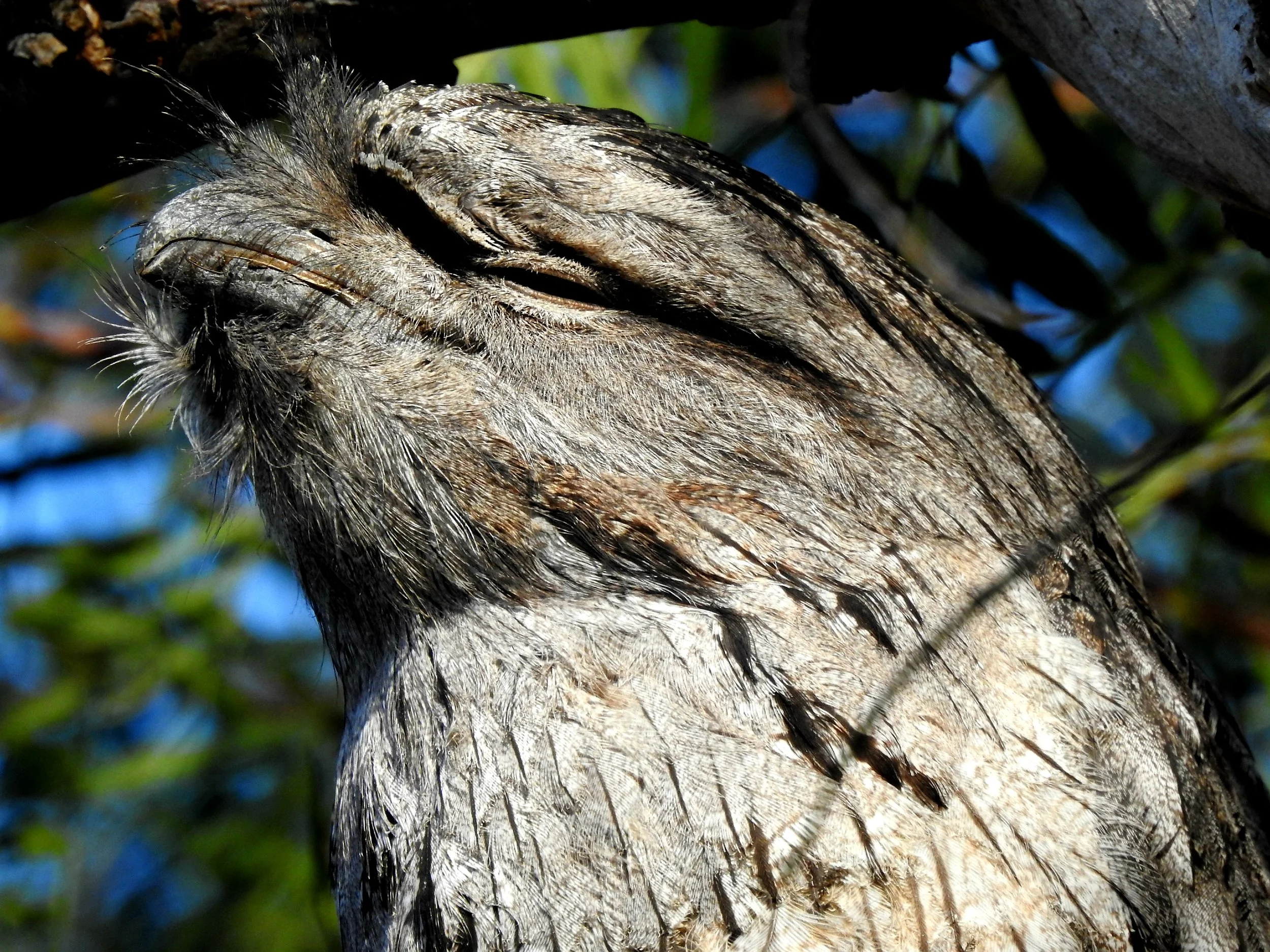 Tawny Frogmouth 002