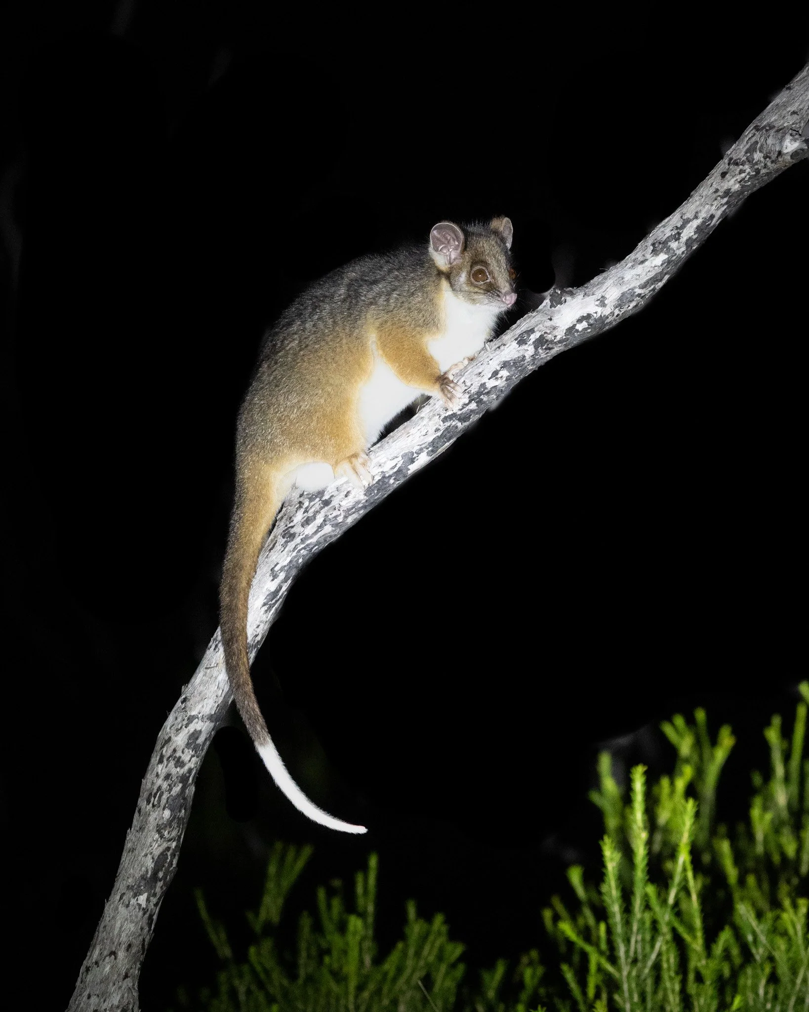 Ring-tail Possum 001