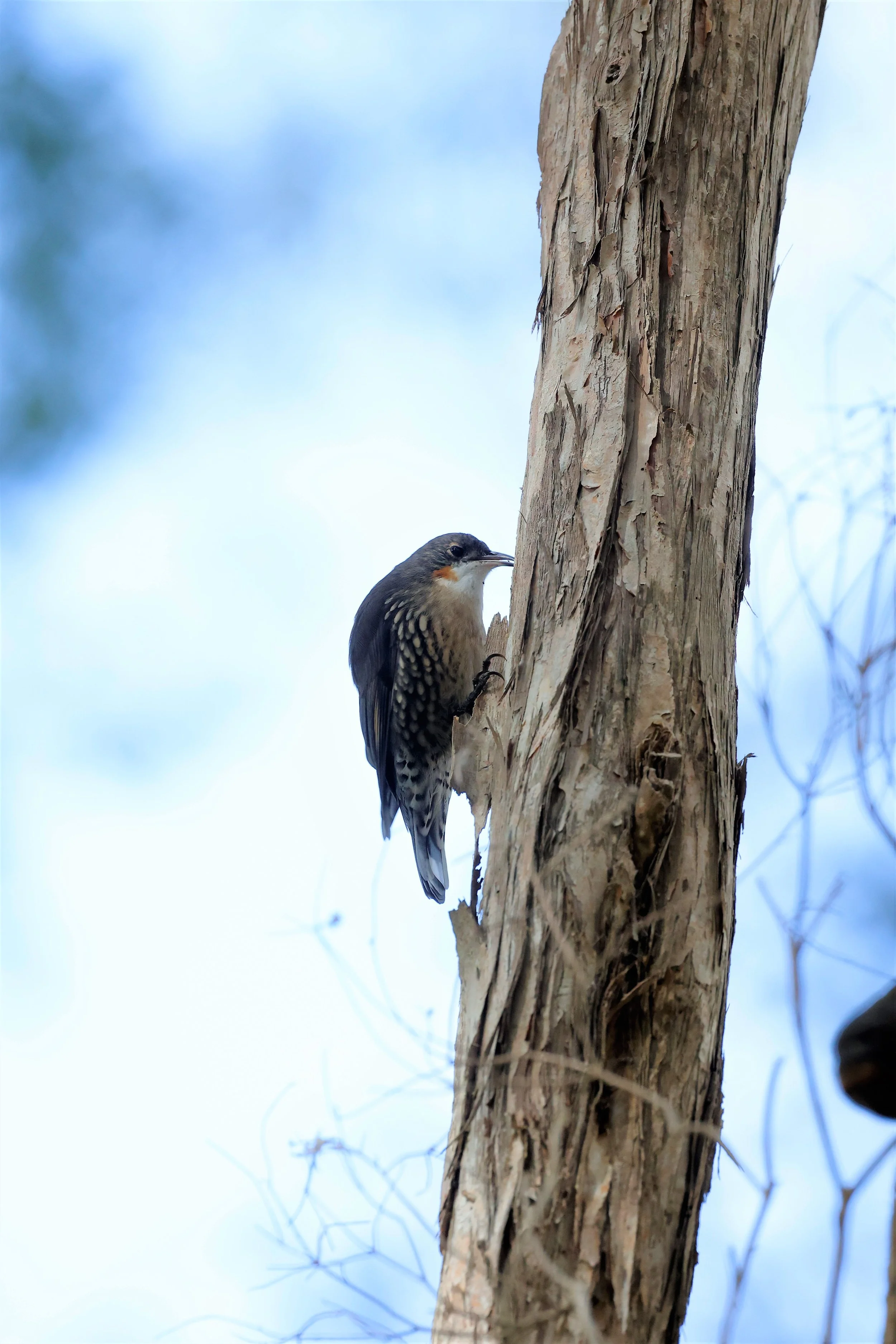 White-throated Treecreeper 001