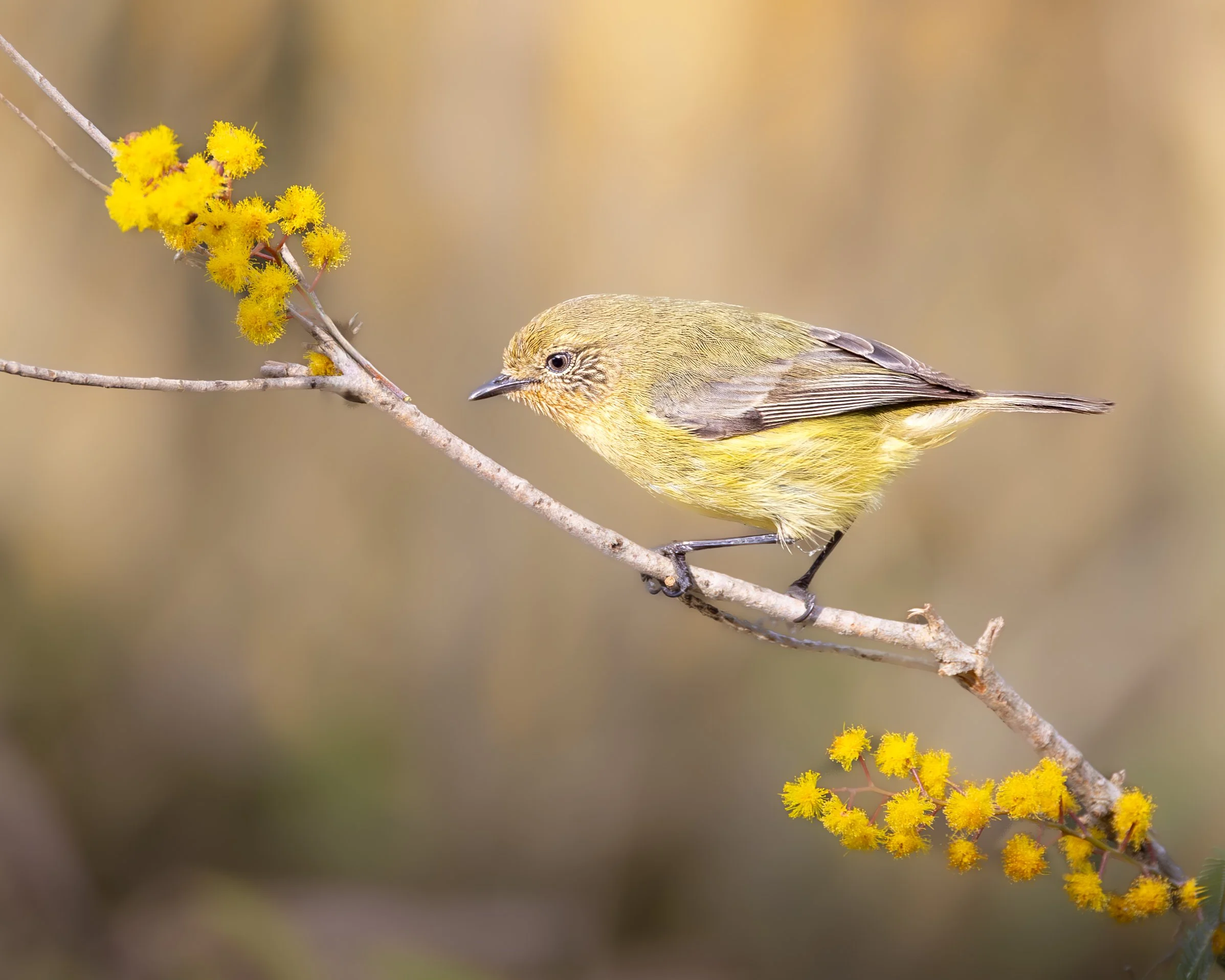 Yellow Thornbill 003