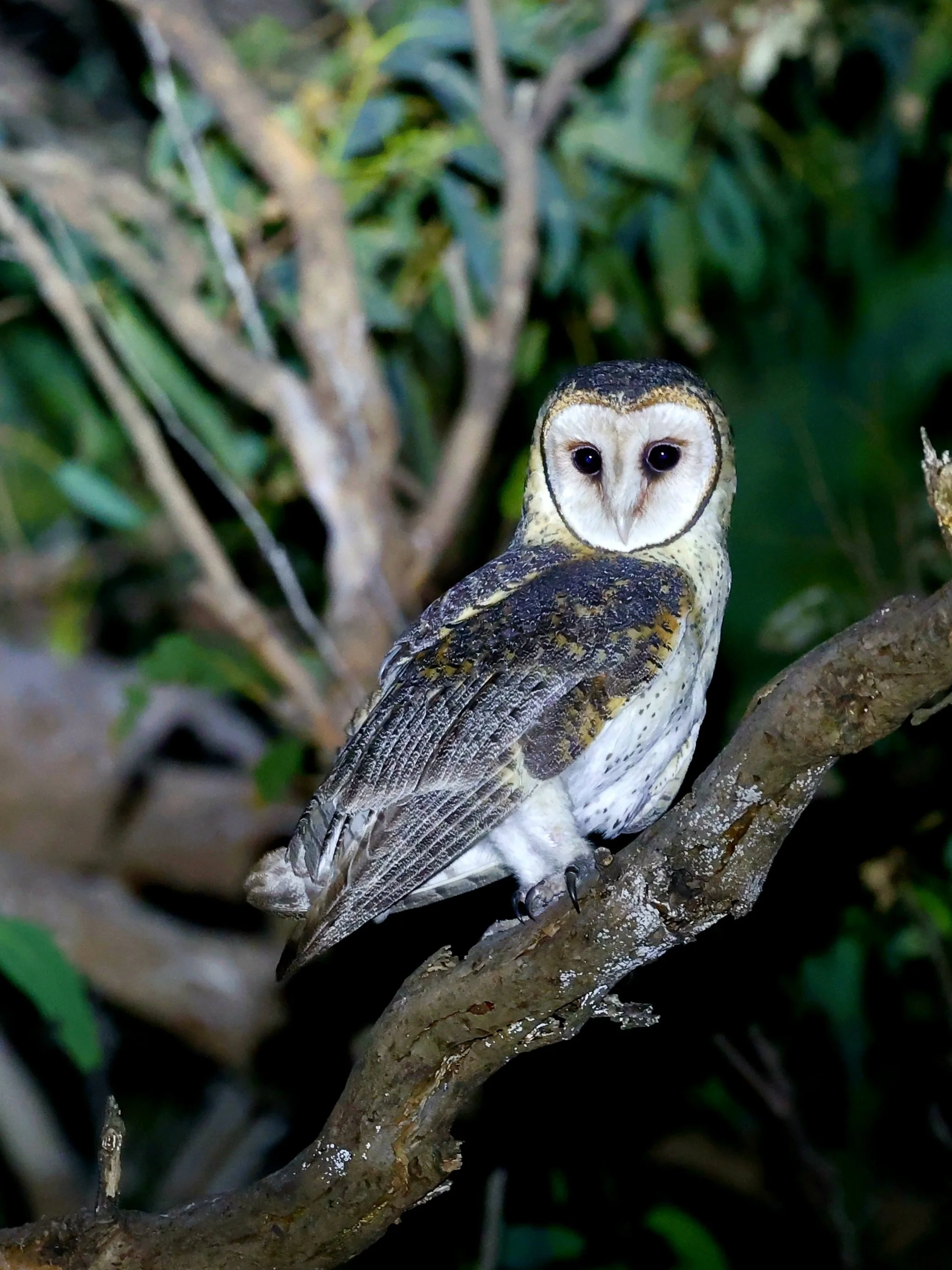 Australian Masked Owl 004