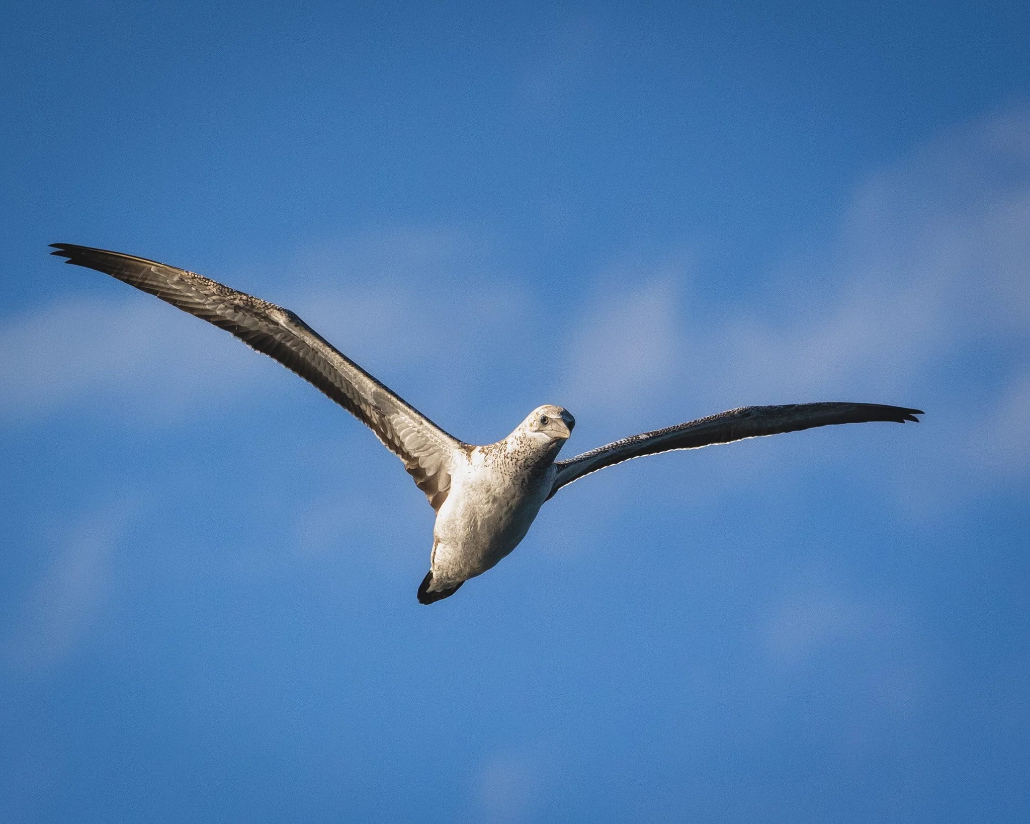 Australasian Gannet 001