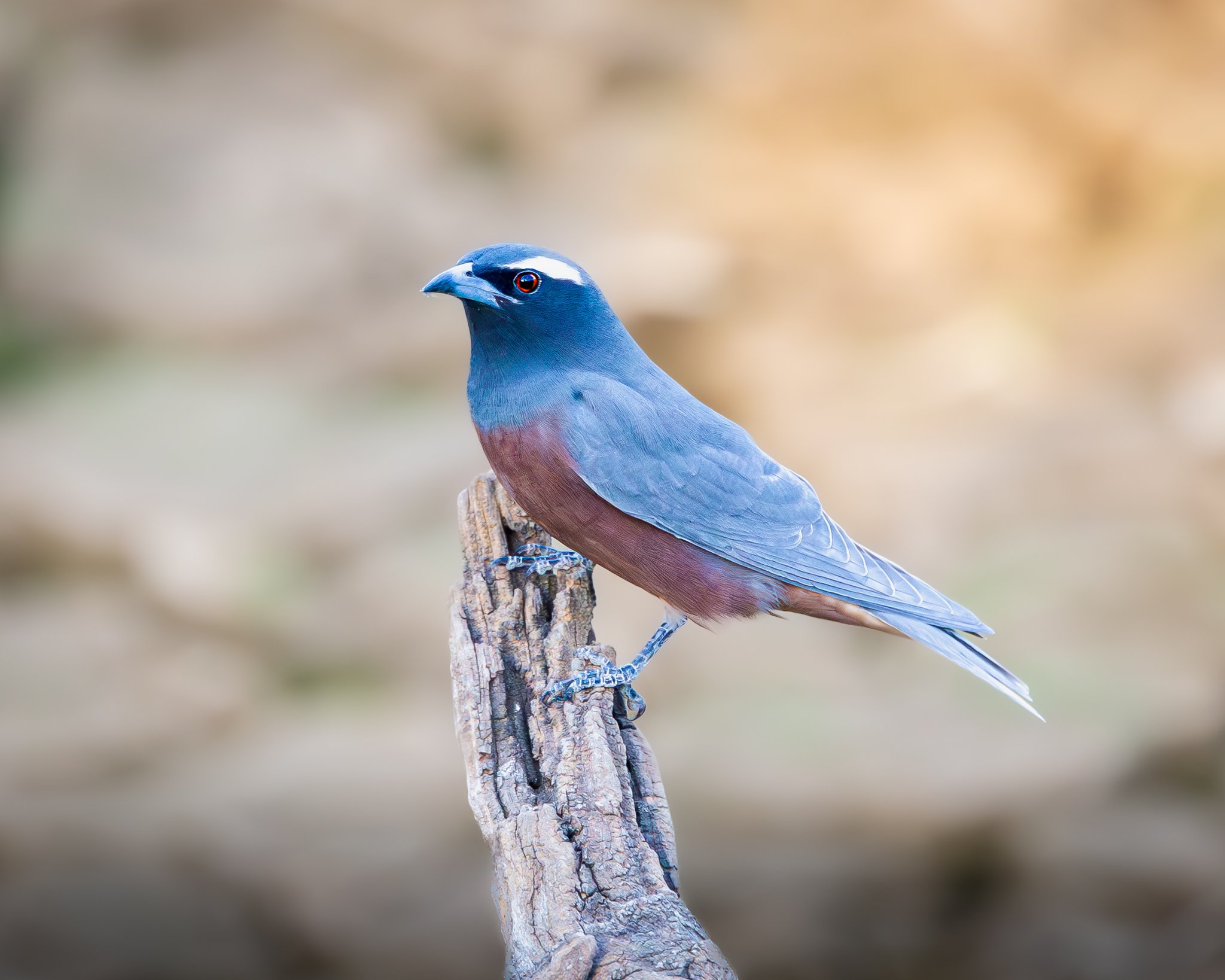 White-browed Woodswallow 001