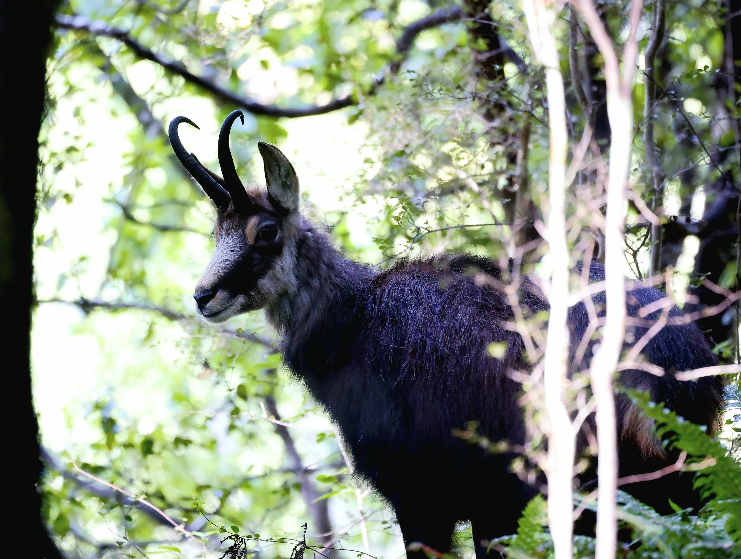 Chamois 001