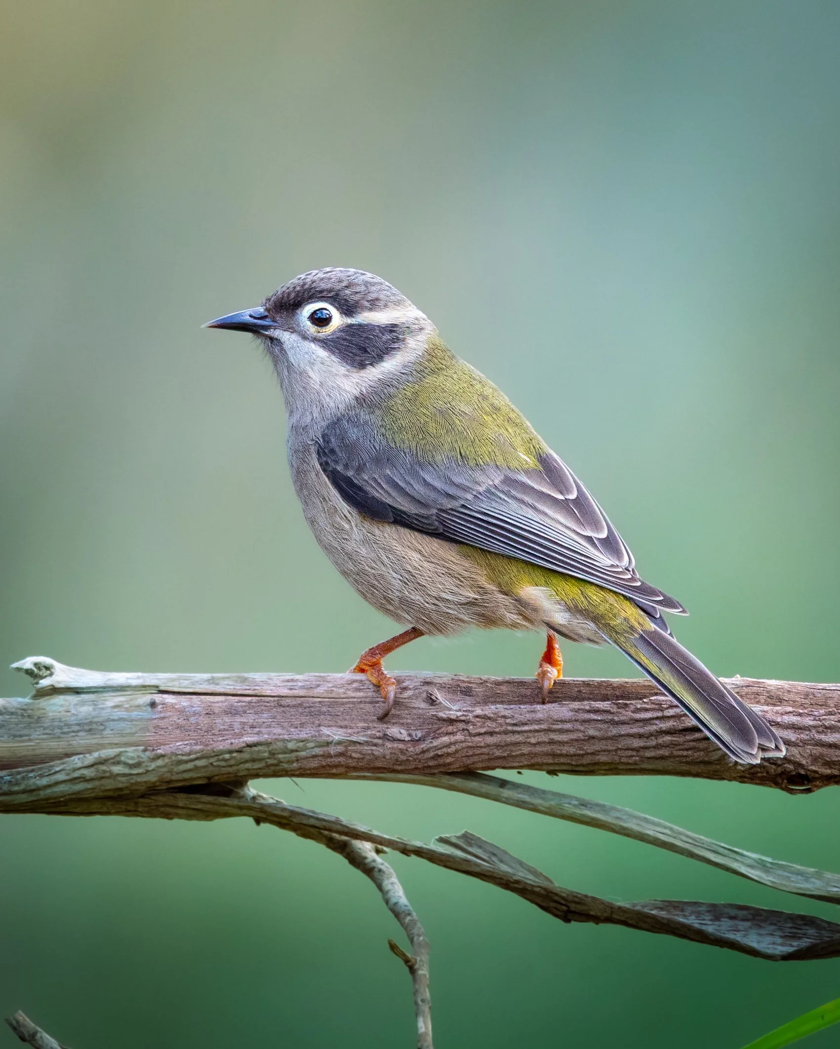 Brown-headed Honeyeater 002