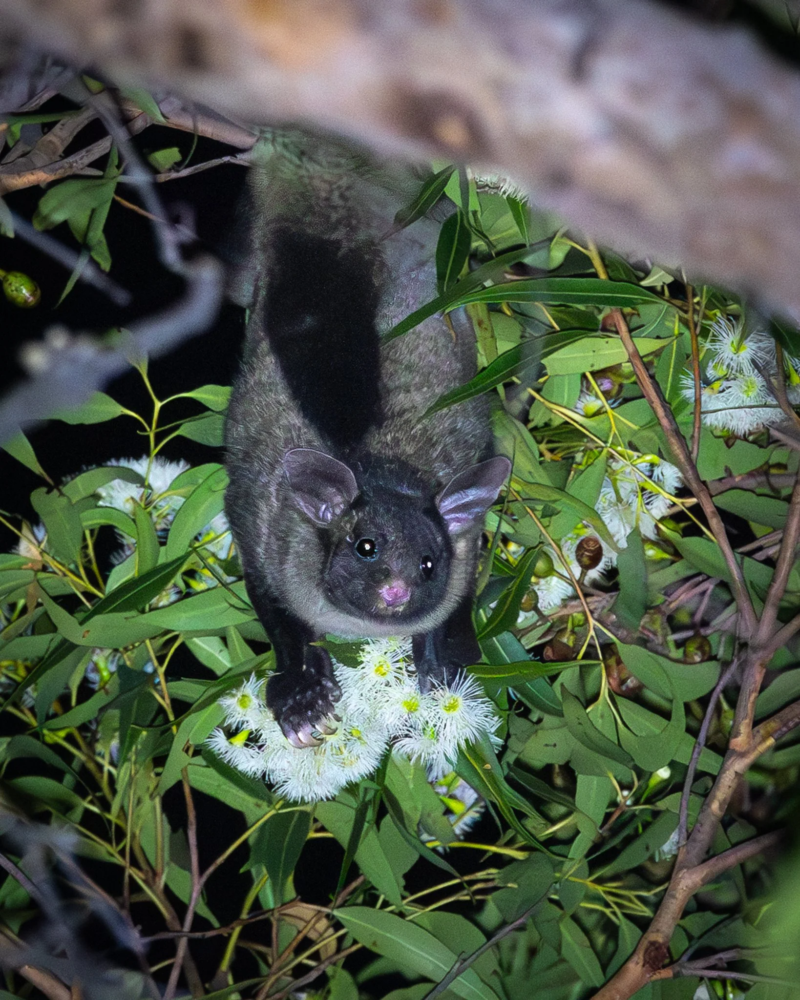 Yellow-bellied Glider 001