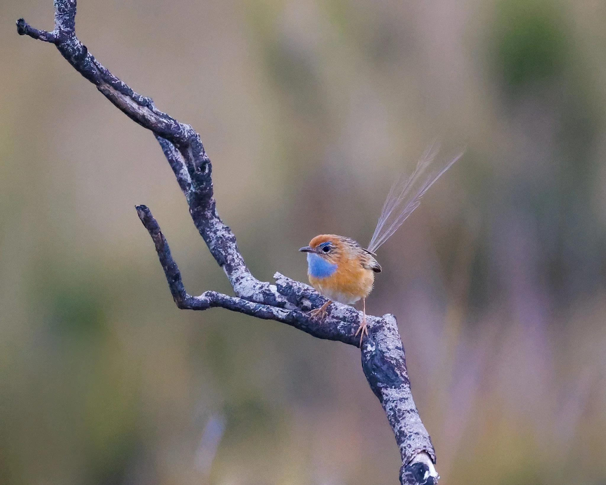 Southern Emu-wren 004