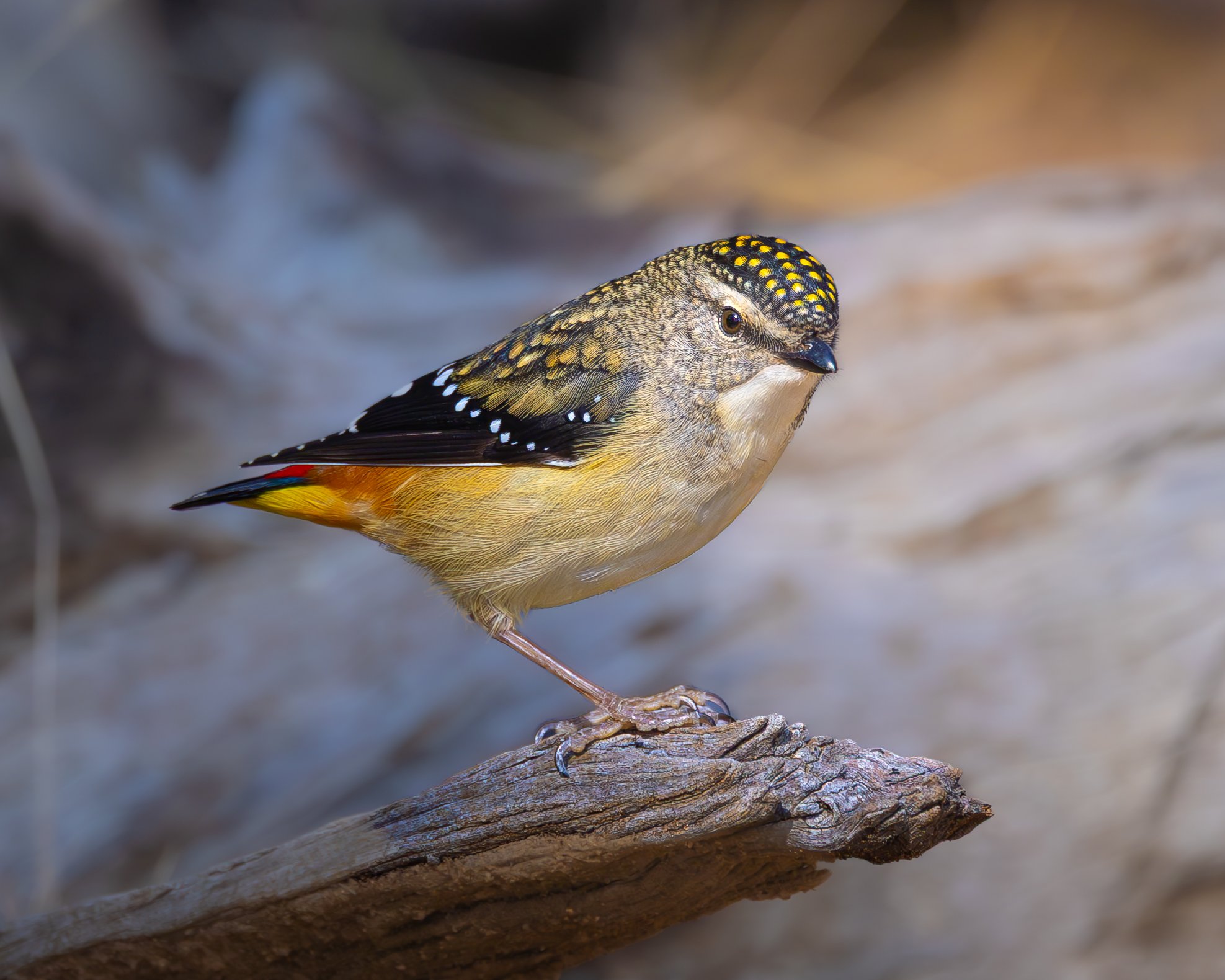 Spotted Pardalote 008