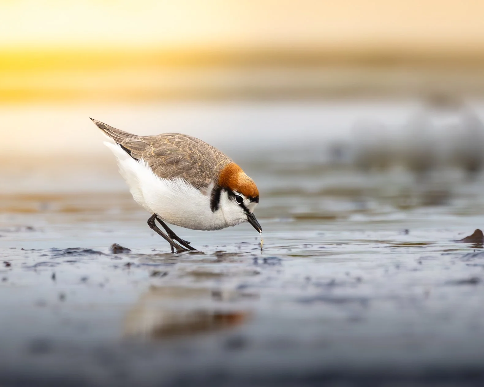 Red-capped Plover 001