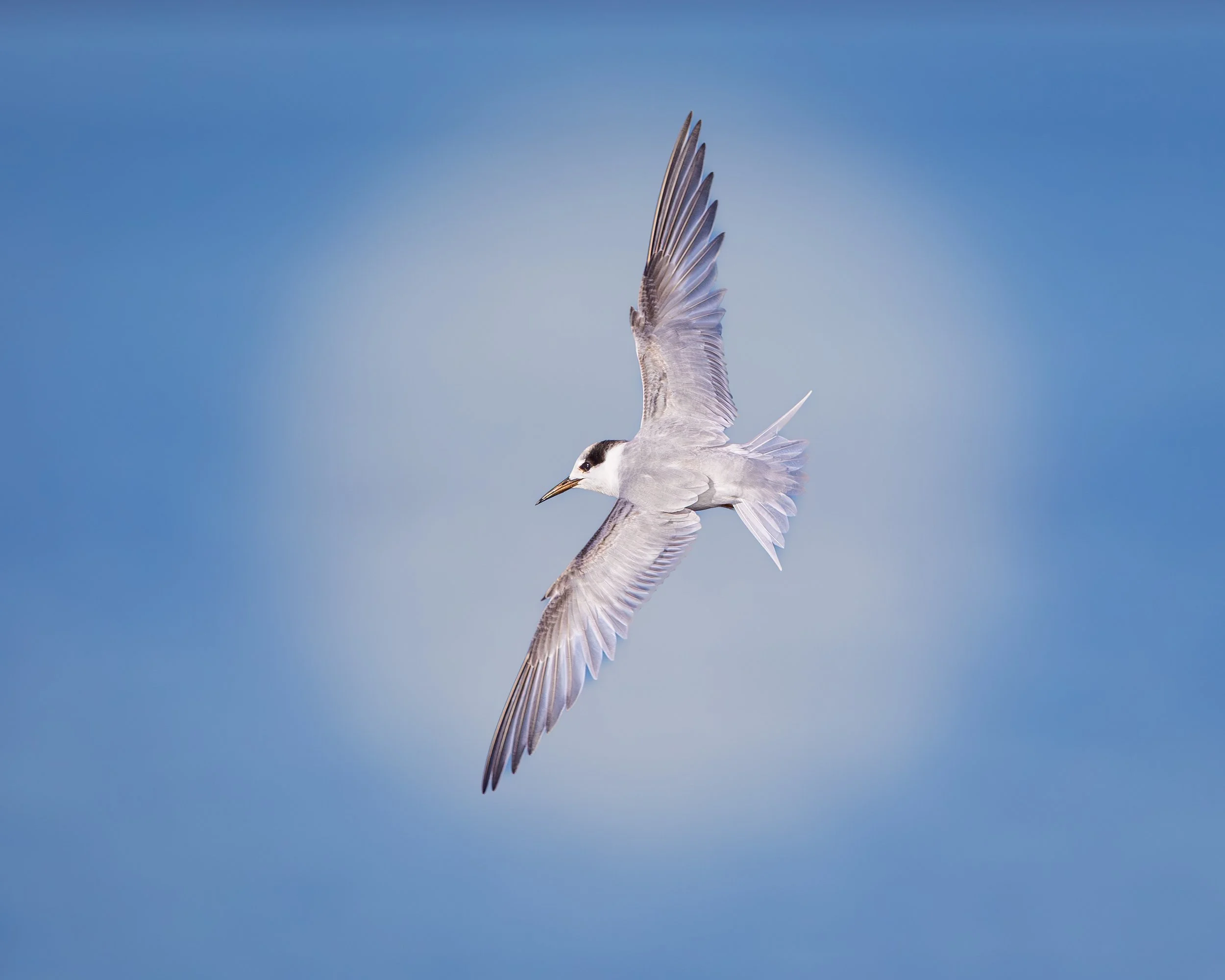 Fairy Tern 003