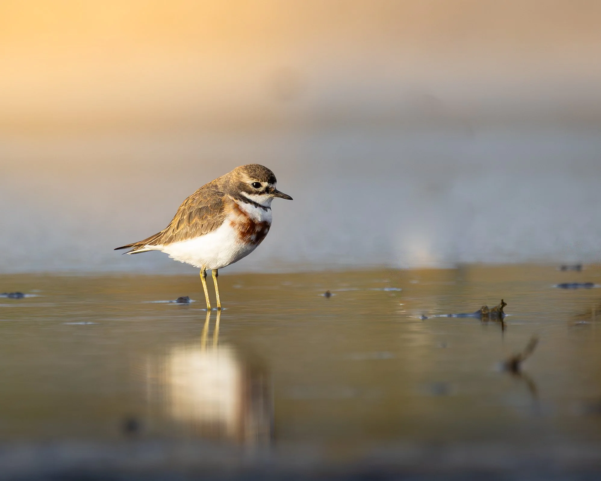 Double-banded Plover 004
