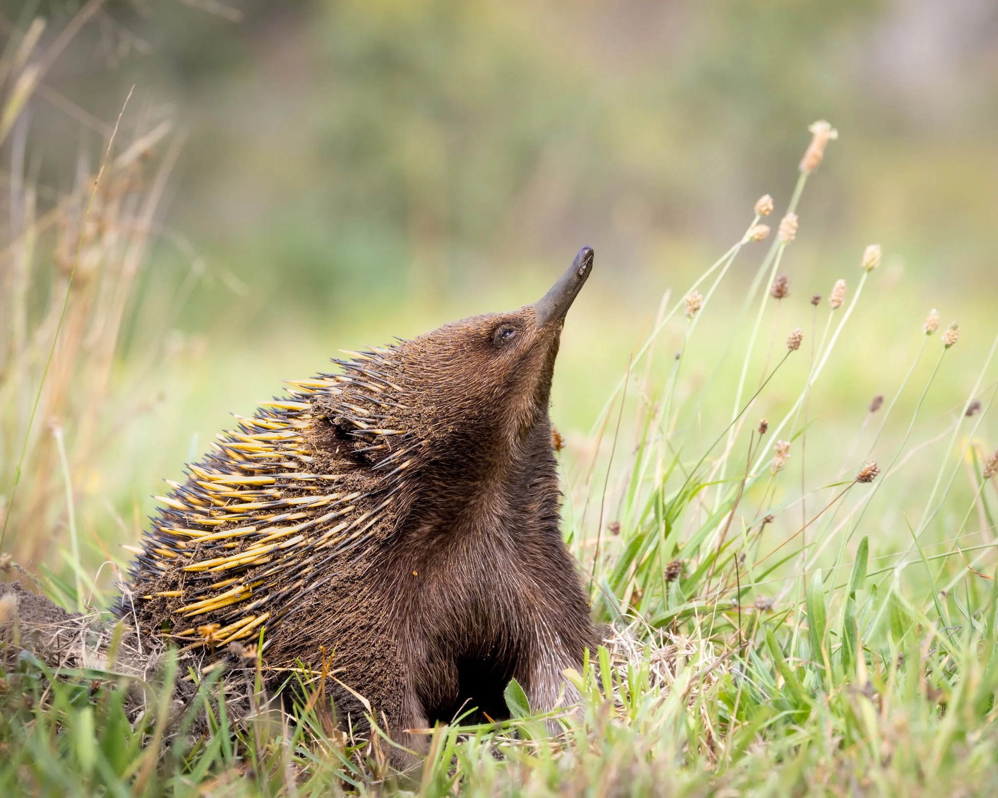 Short-beaked Echidna 001