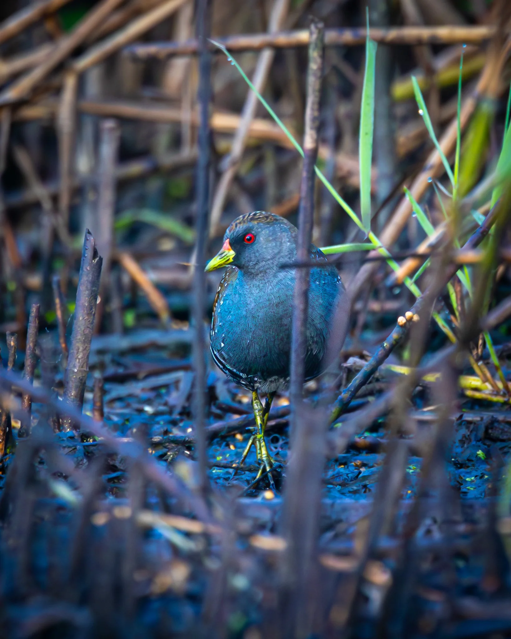 Spotted Crake 001