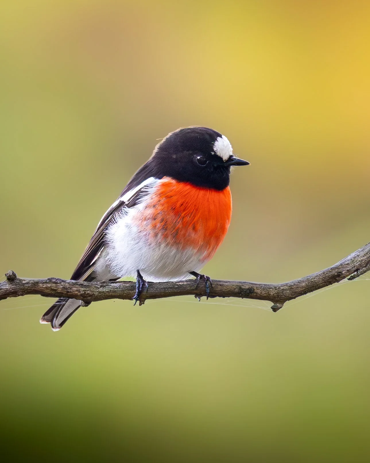 Scarlet Robin 003