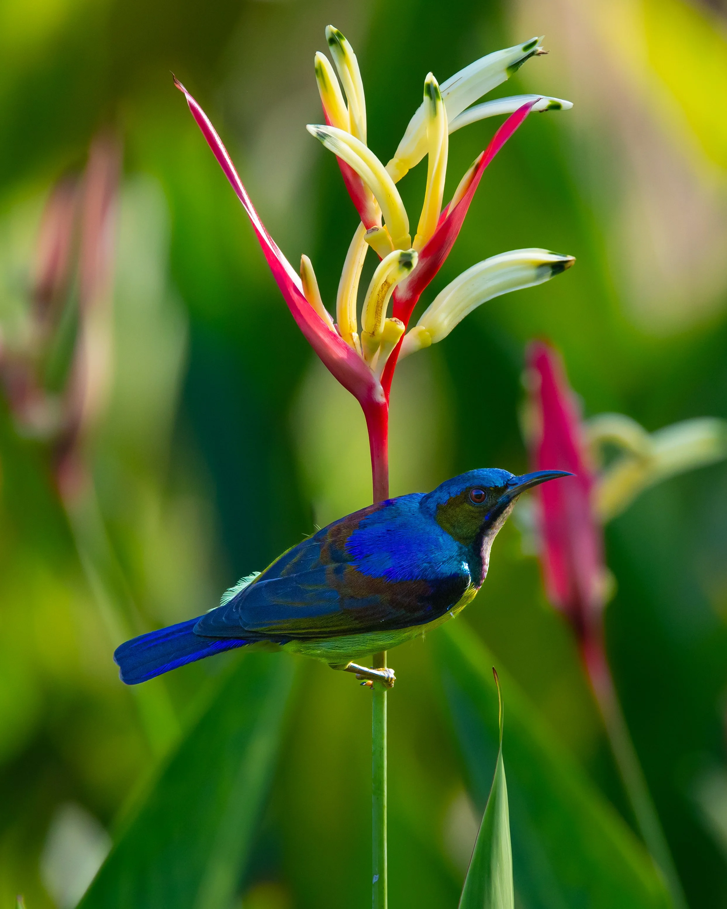 Brown-throated Sunbird 003