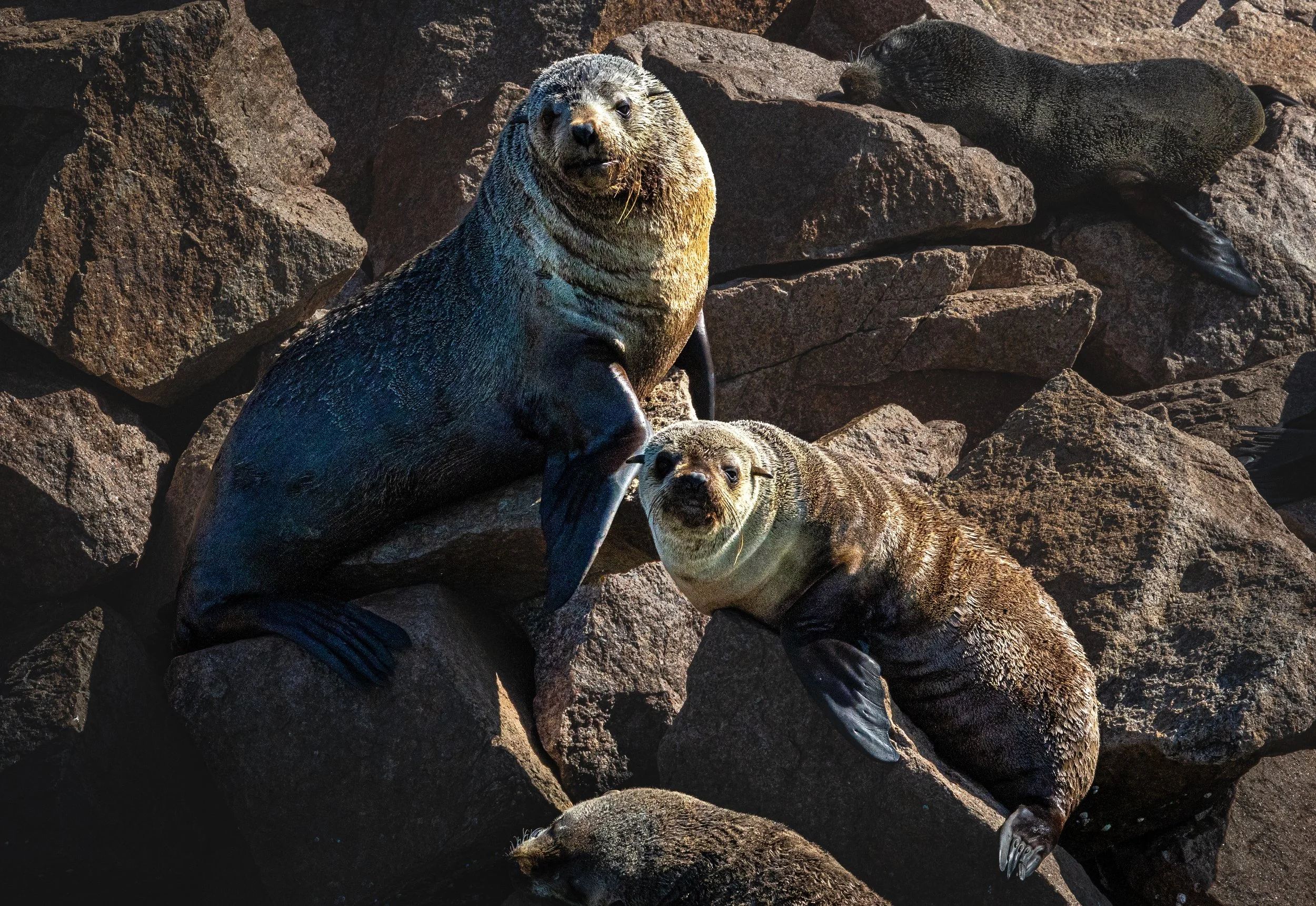 Brown Fur Seal 001