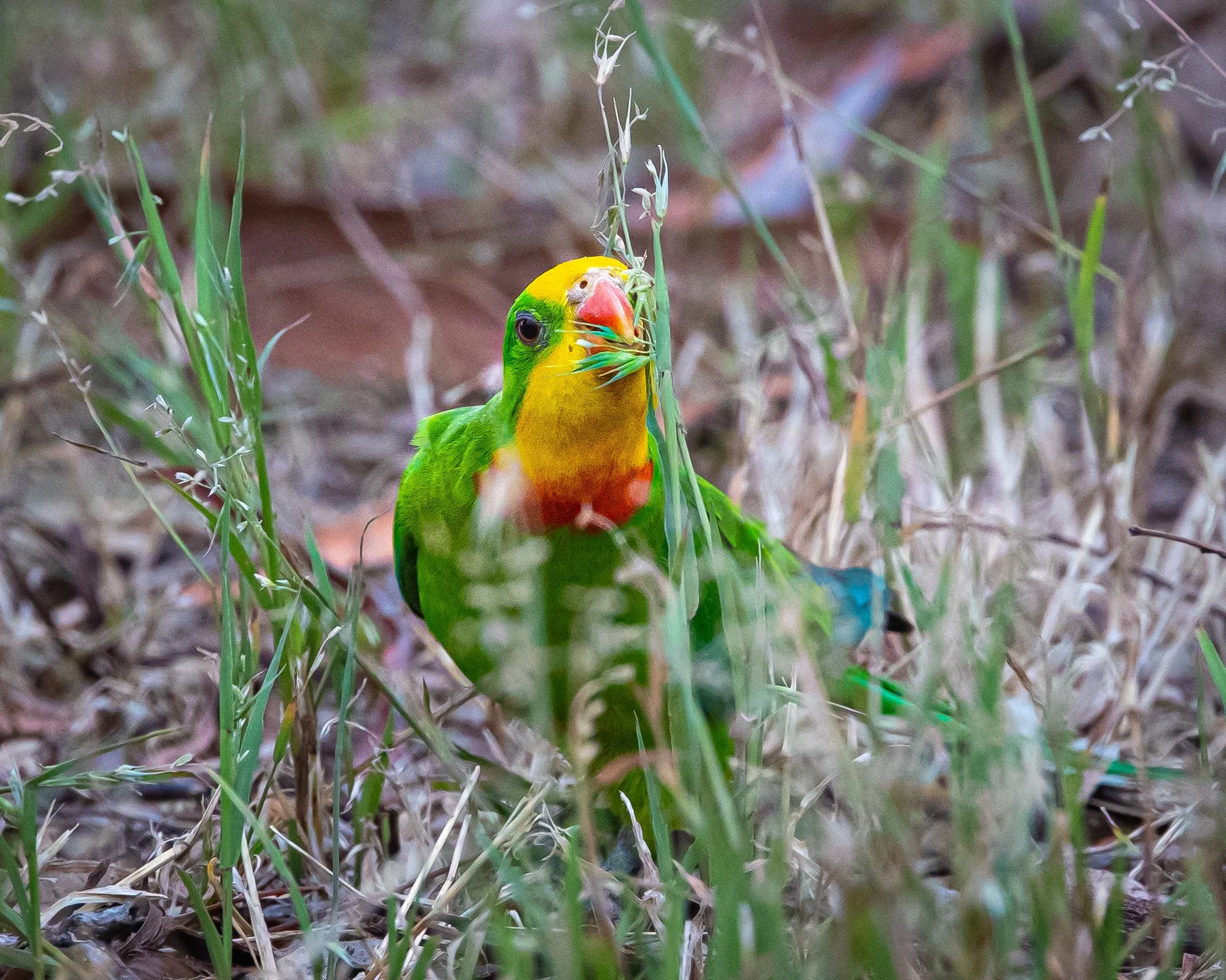 Superb Parrot 003