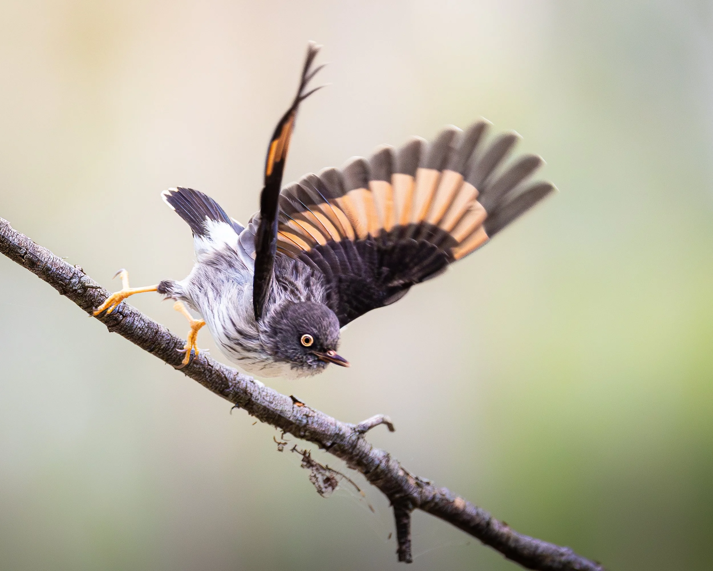 Varied Sittella 003