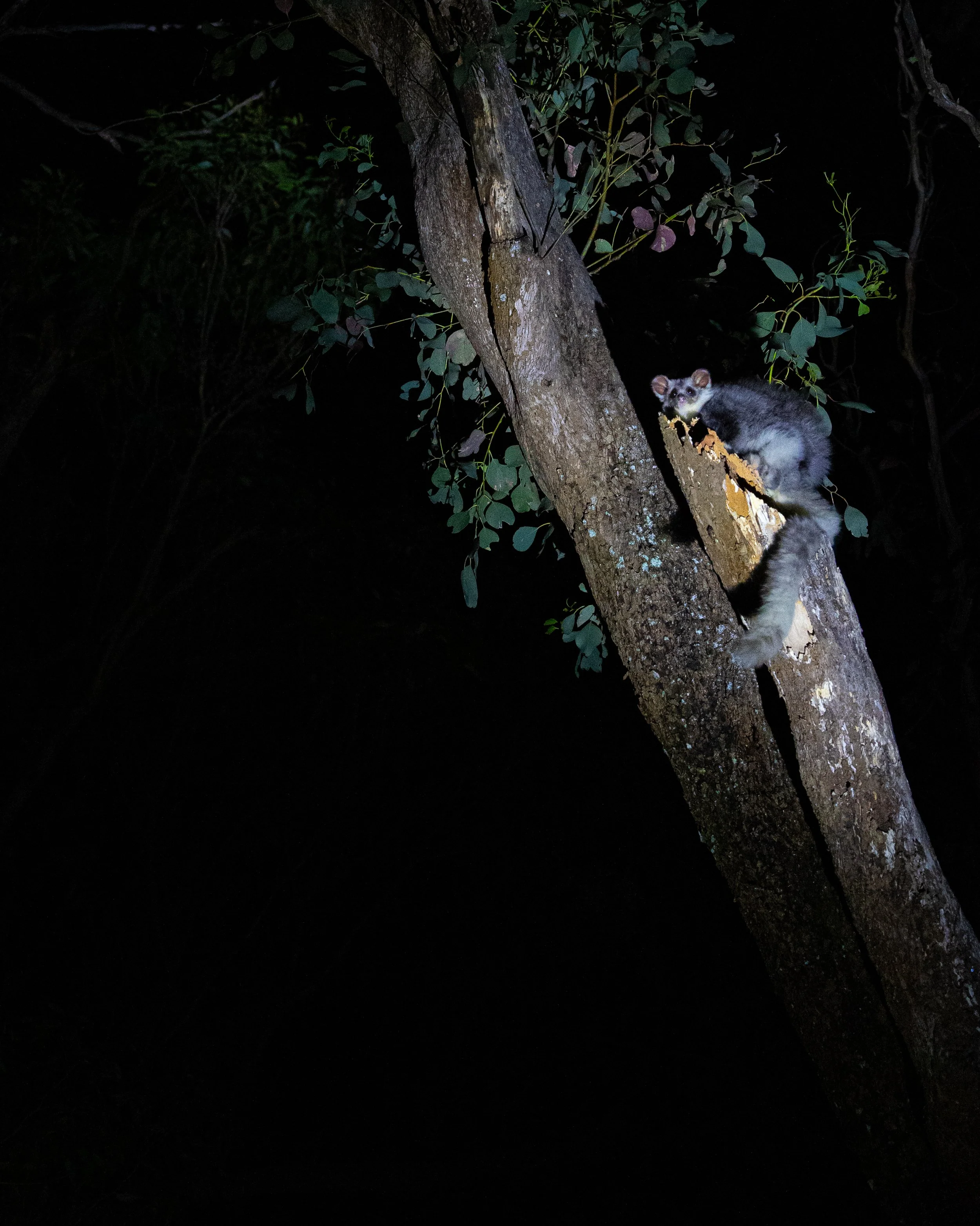 Southern Greater Glider 005