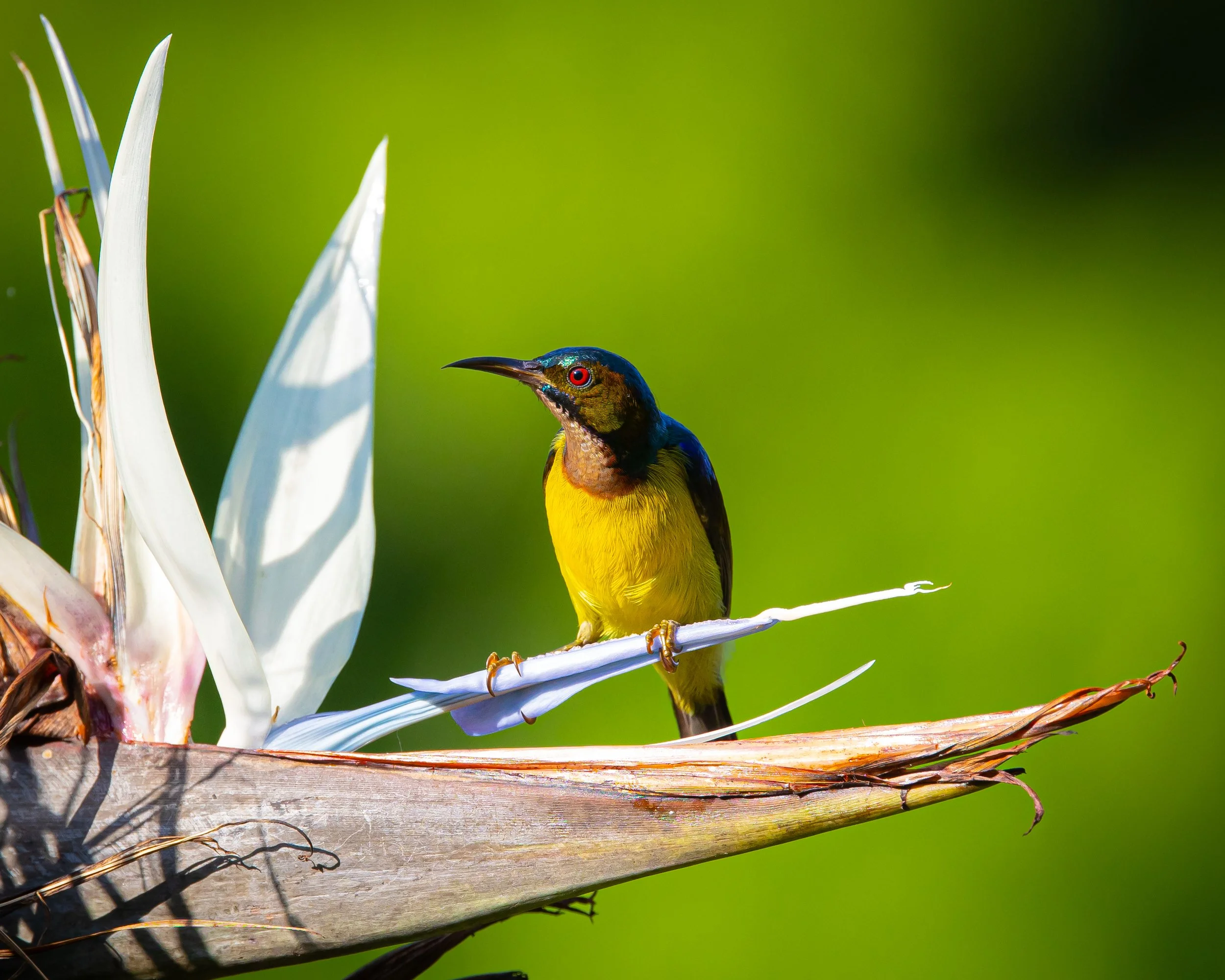 Brown-throated Sunbird 002