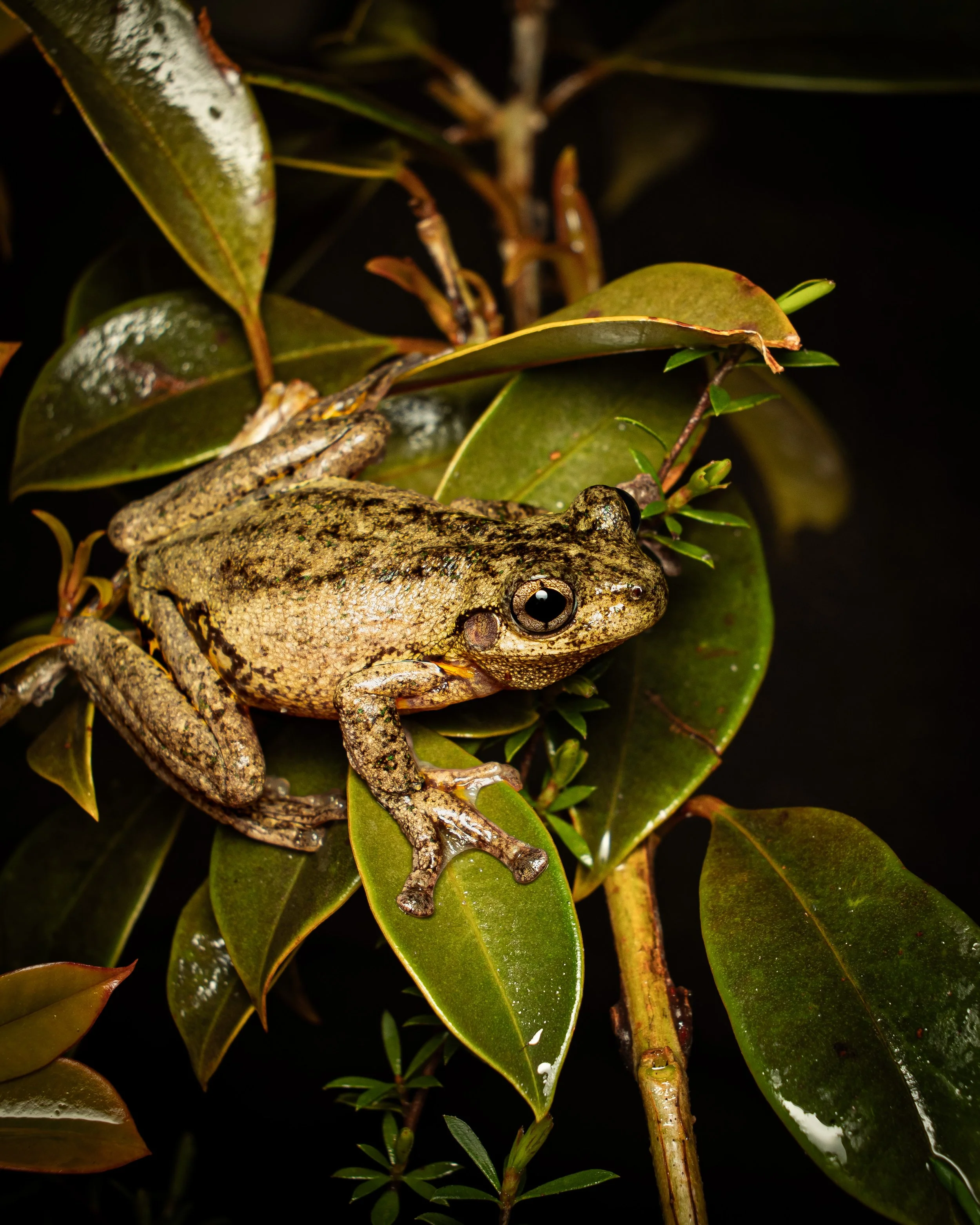 Peron's Tree Frog 004