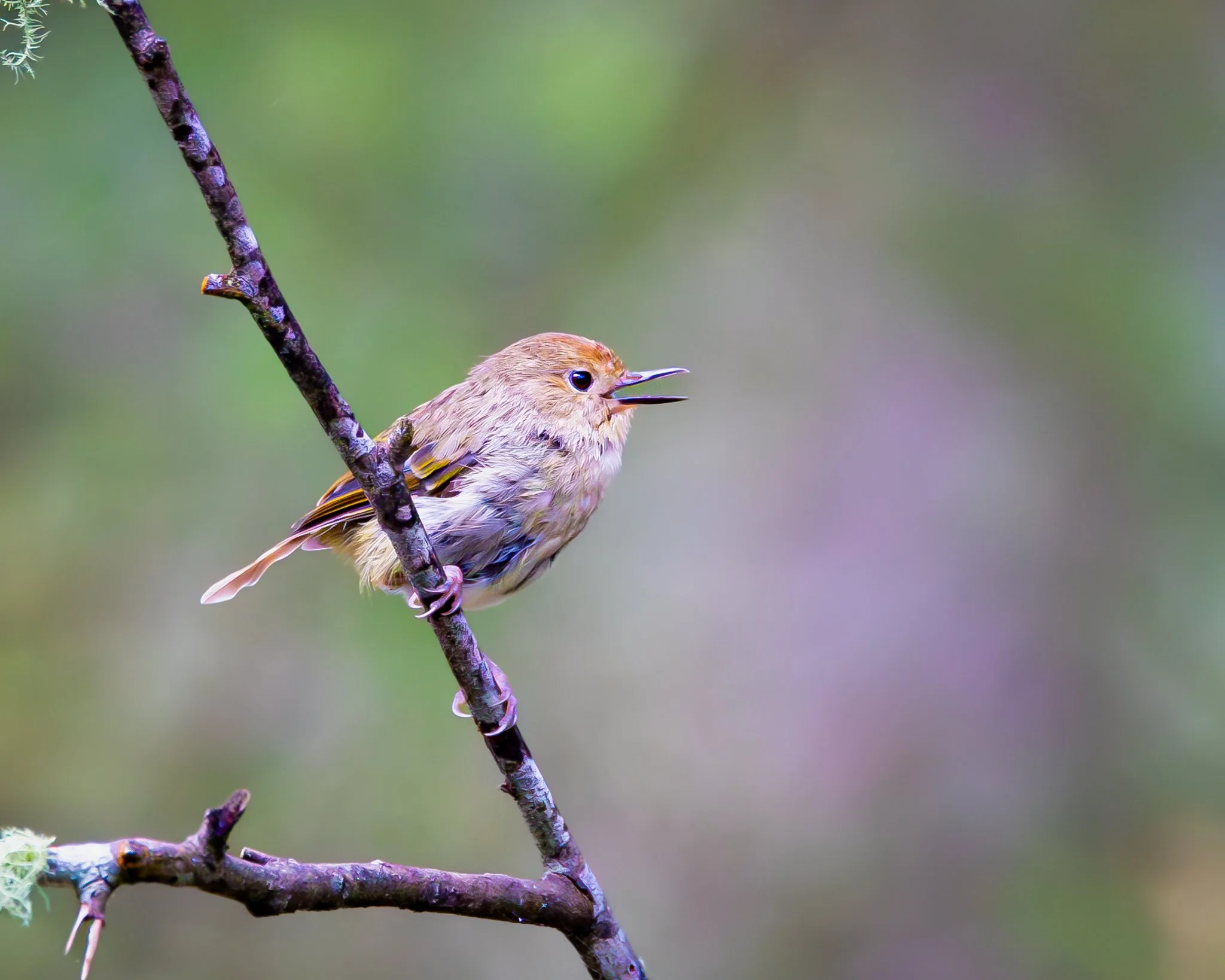 Large-billed Scrubwren 001