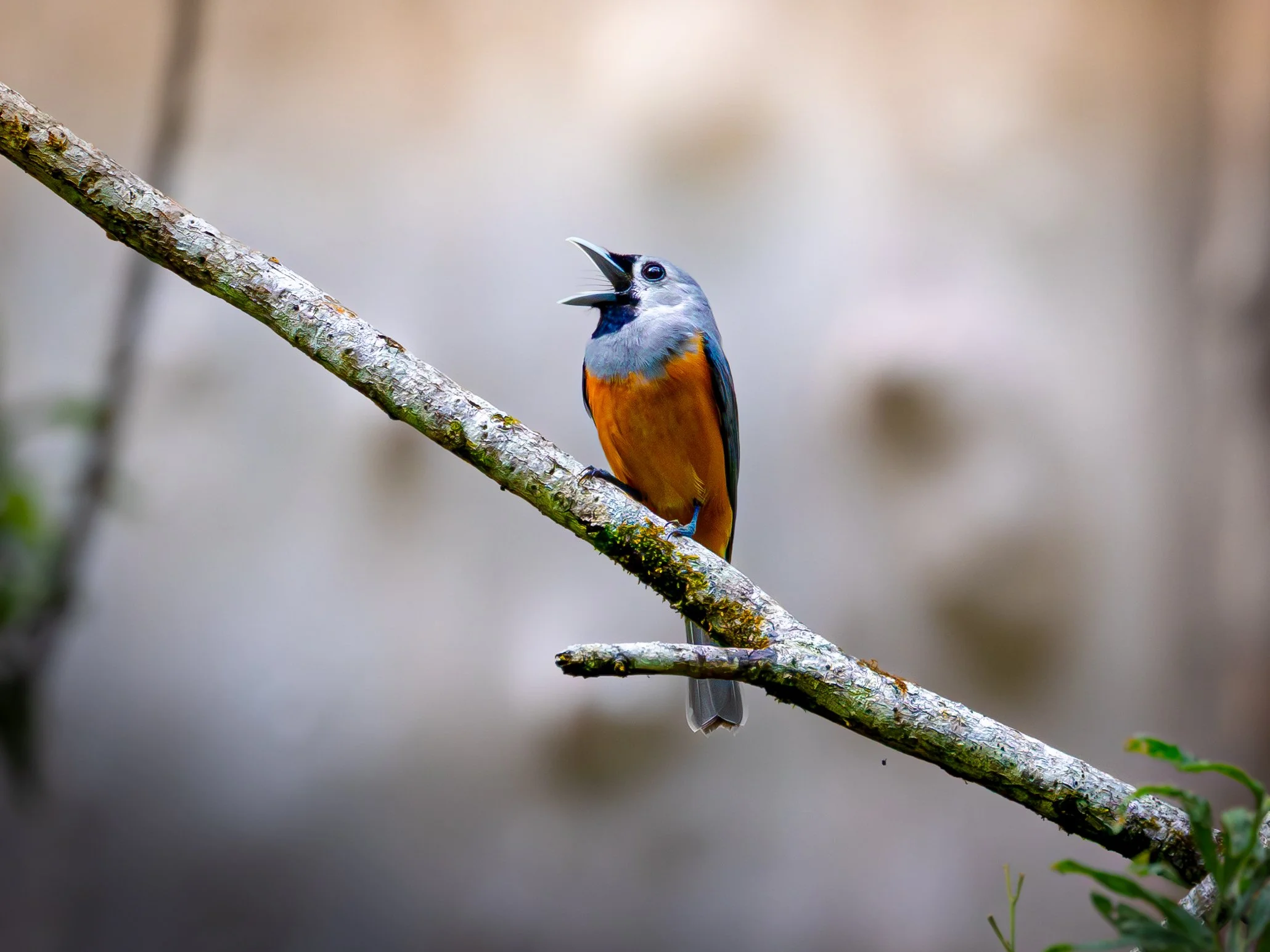 Black-faced Monarch 001