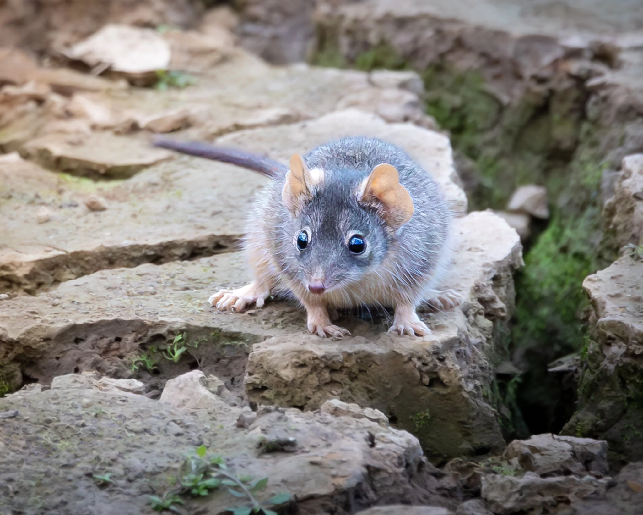 Yellow-footed Antechinus 001