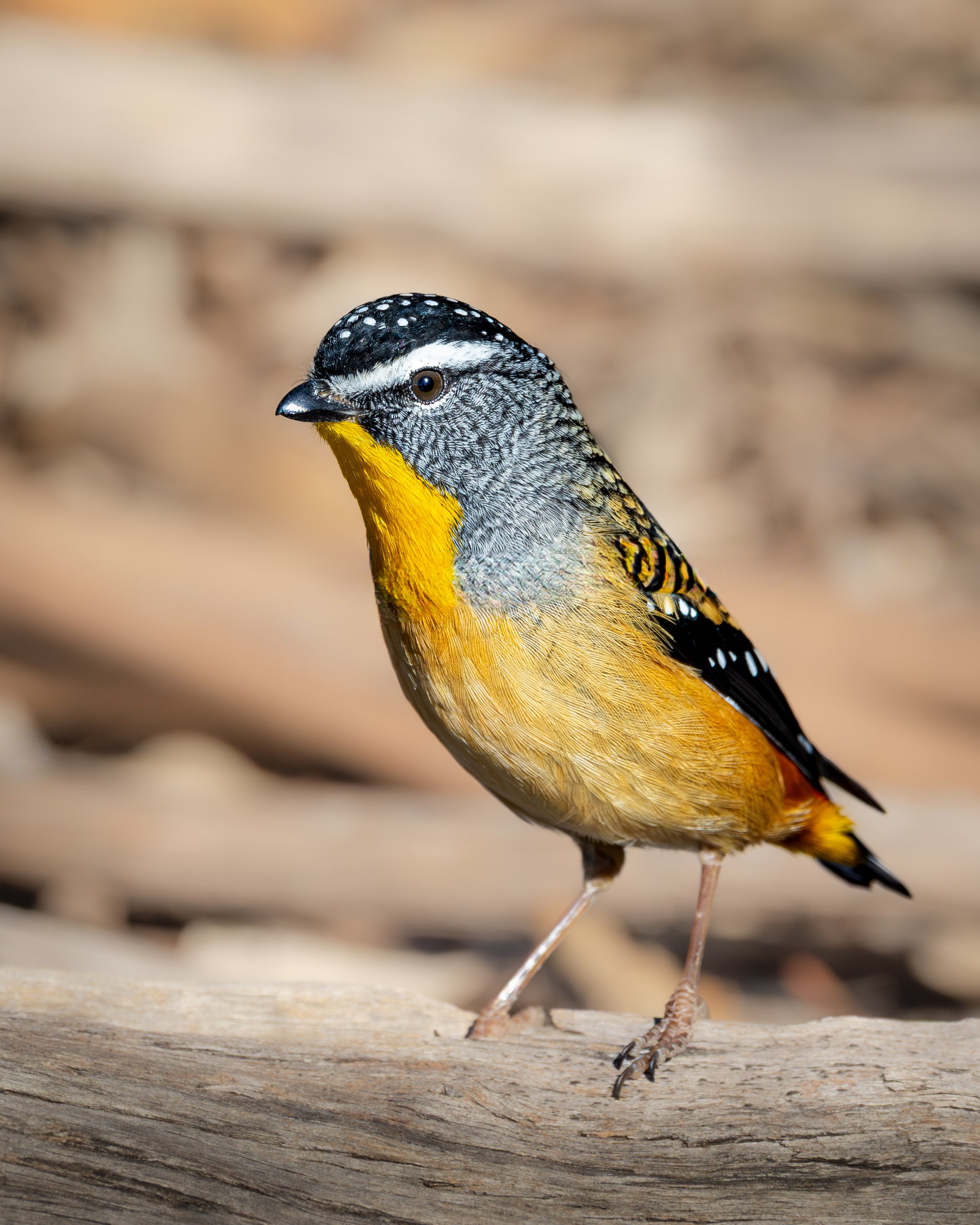 Spotted Pardalote 007