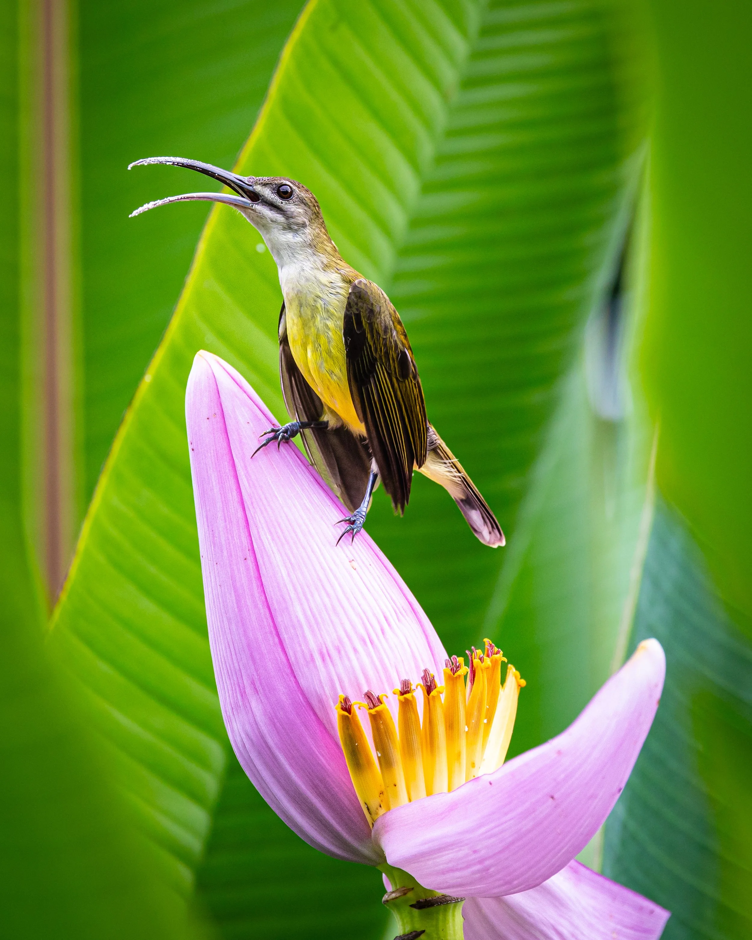 Little Spiderhunter 002