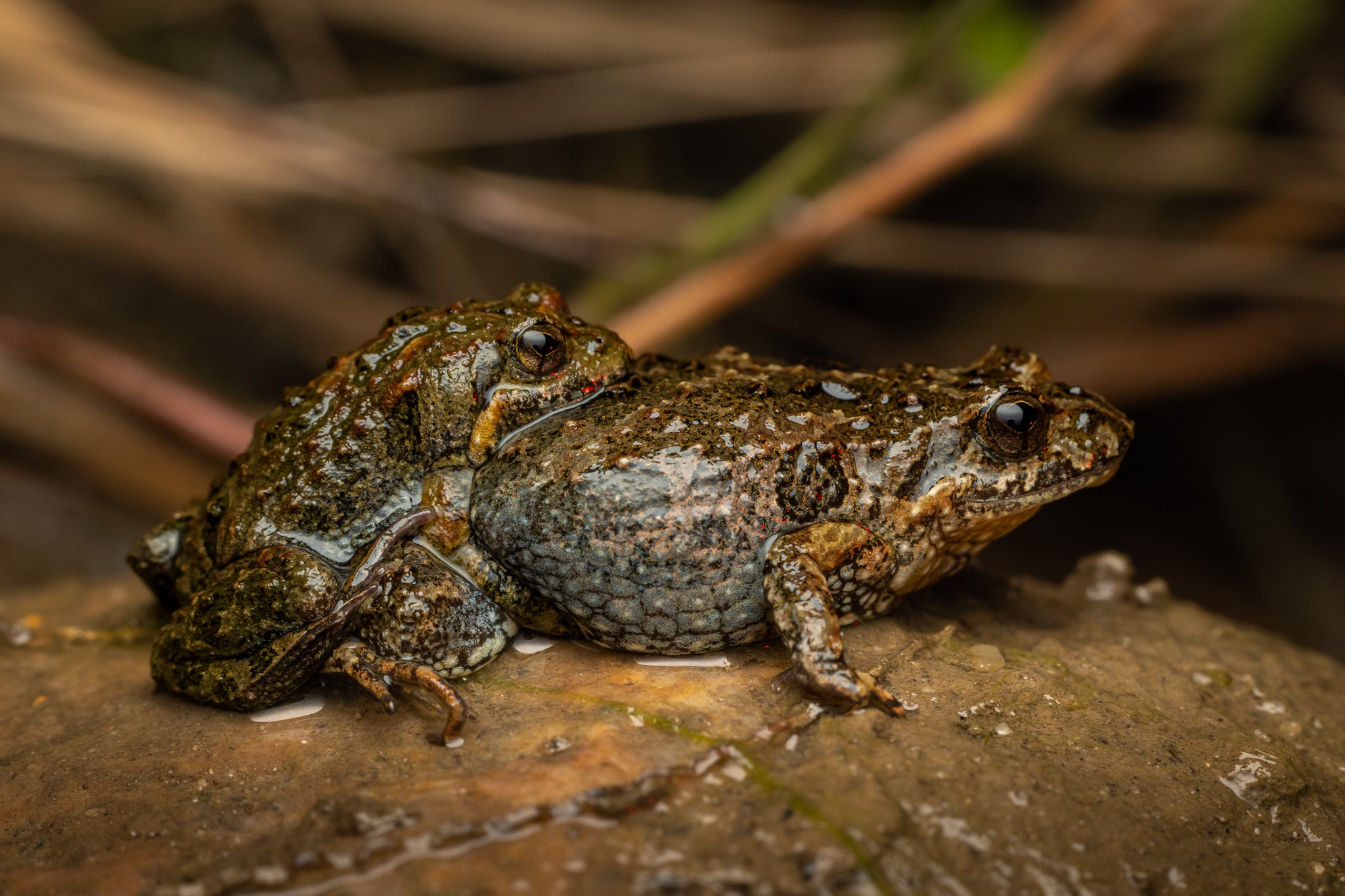 Common Eastern Froglet 001
