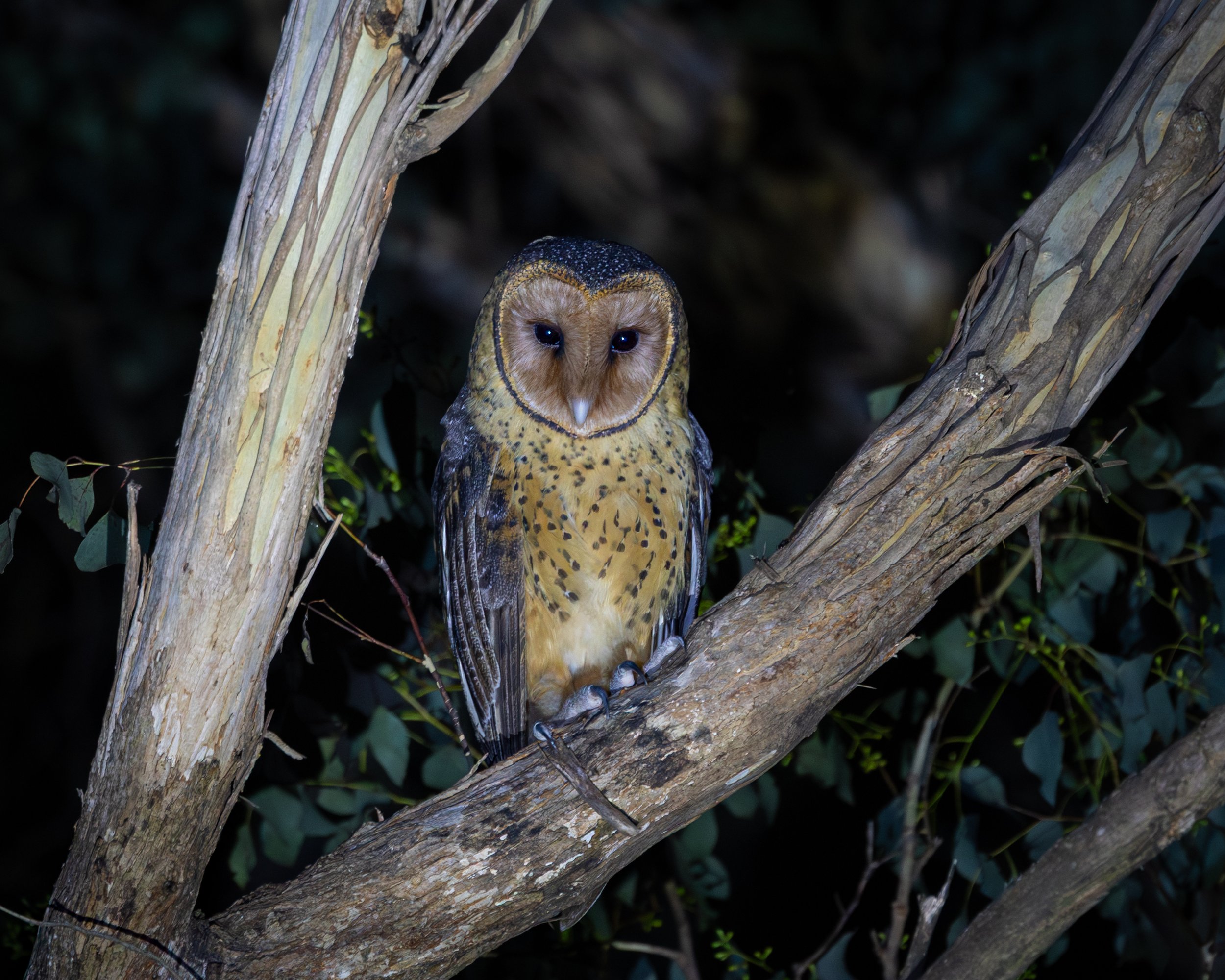 Australian Masked Owl 003