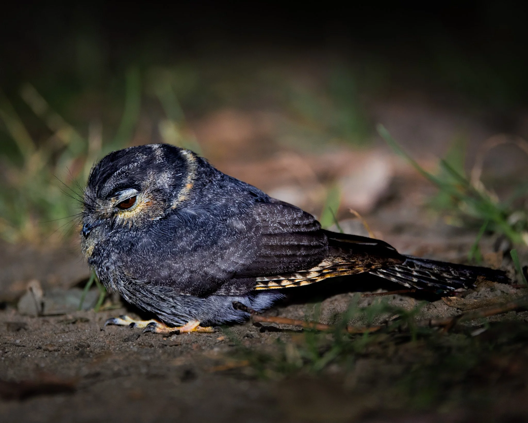 Australian Owlet-nightjar 001