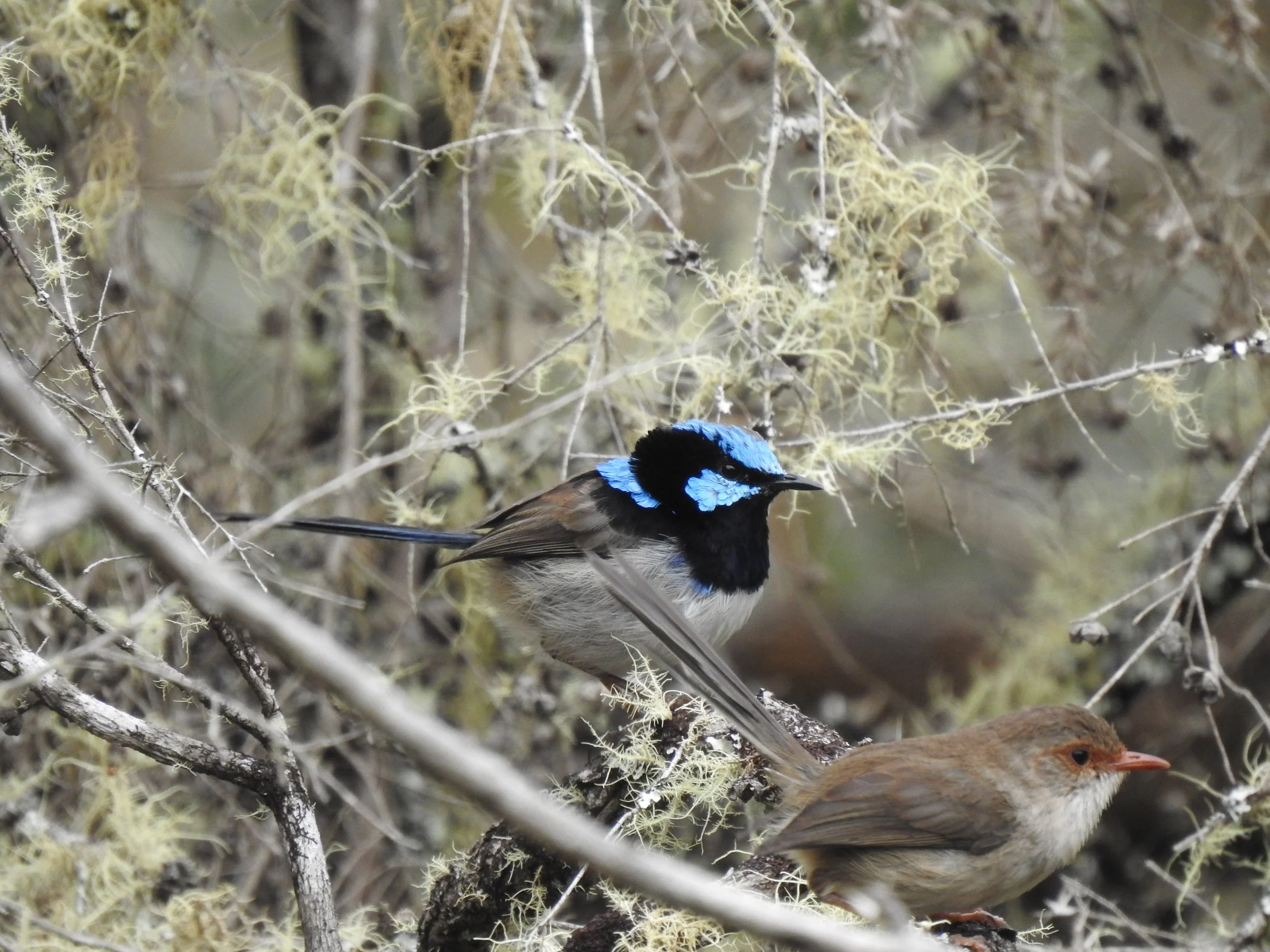 Superb Fairy-wren 004