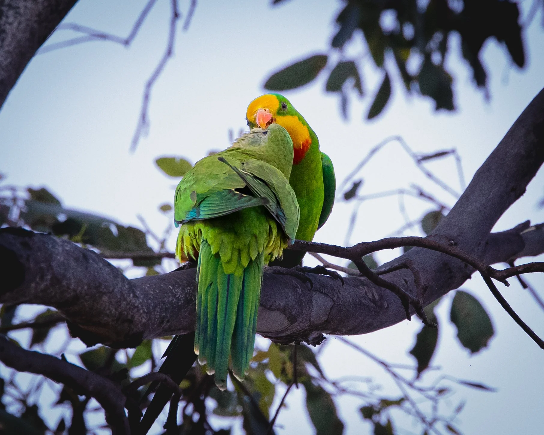 Superb Parrot 004
