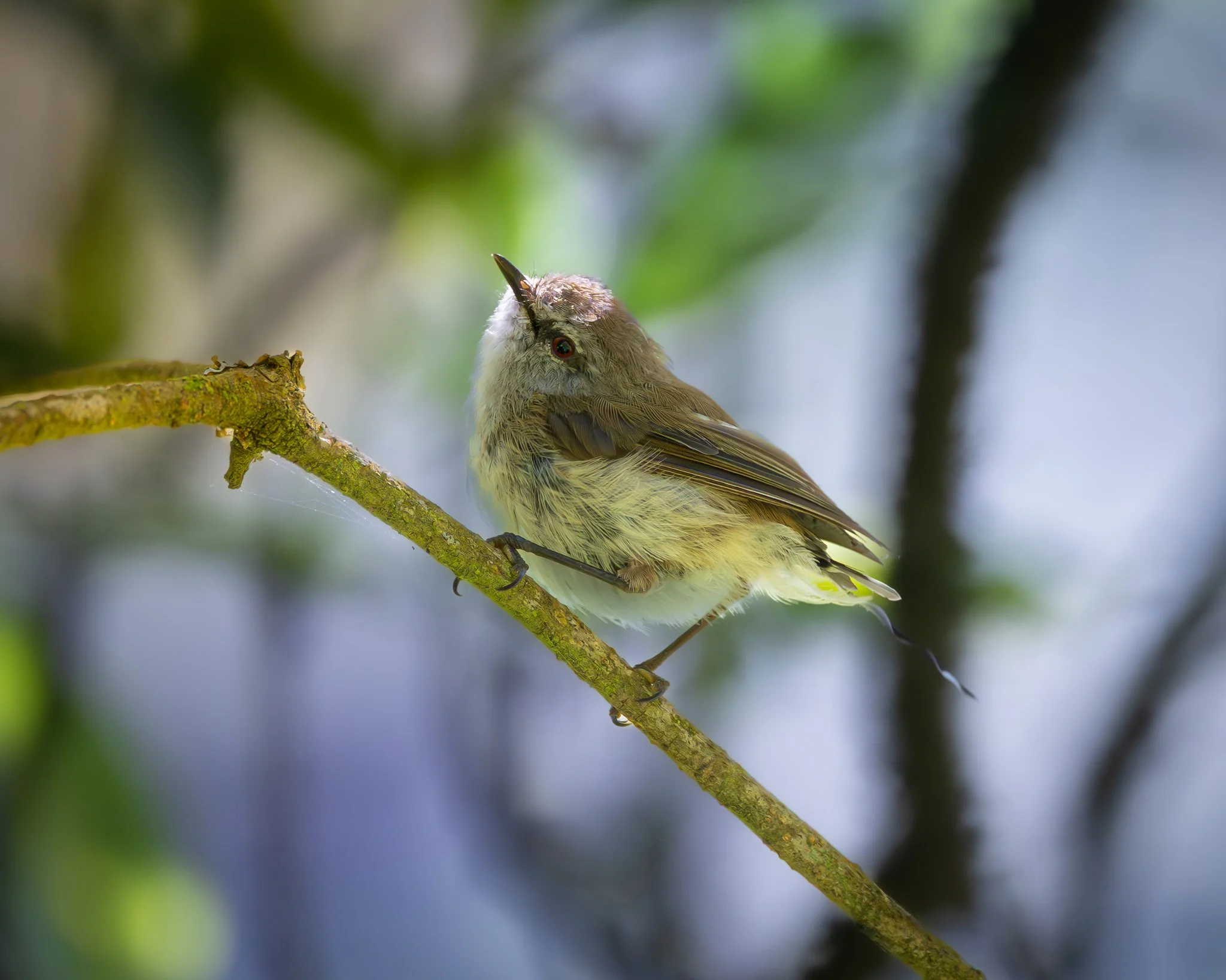 Brown Gerygone 001