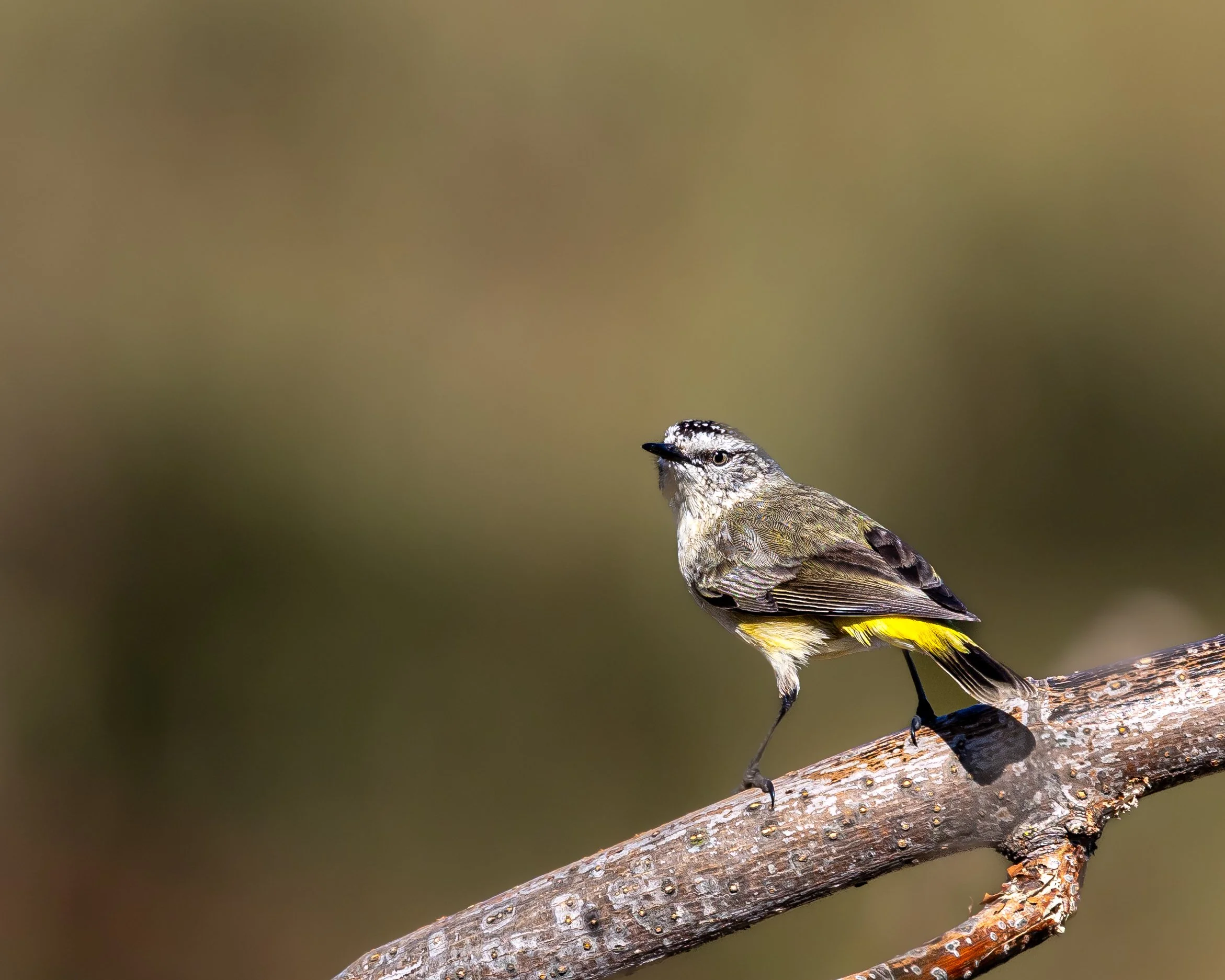 Yellow-rumped Thornbill 001