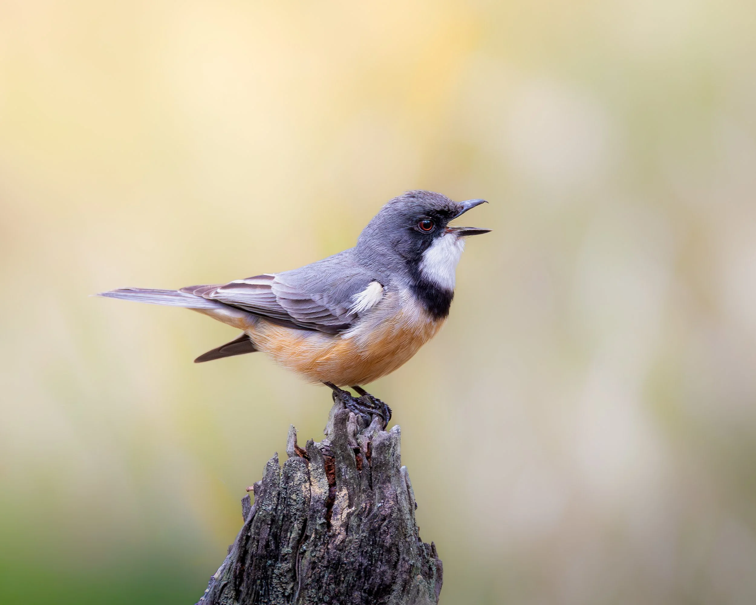 Rufous Whistler 001